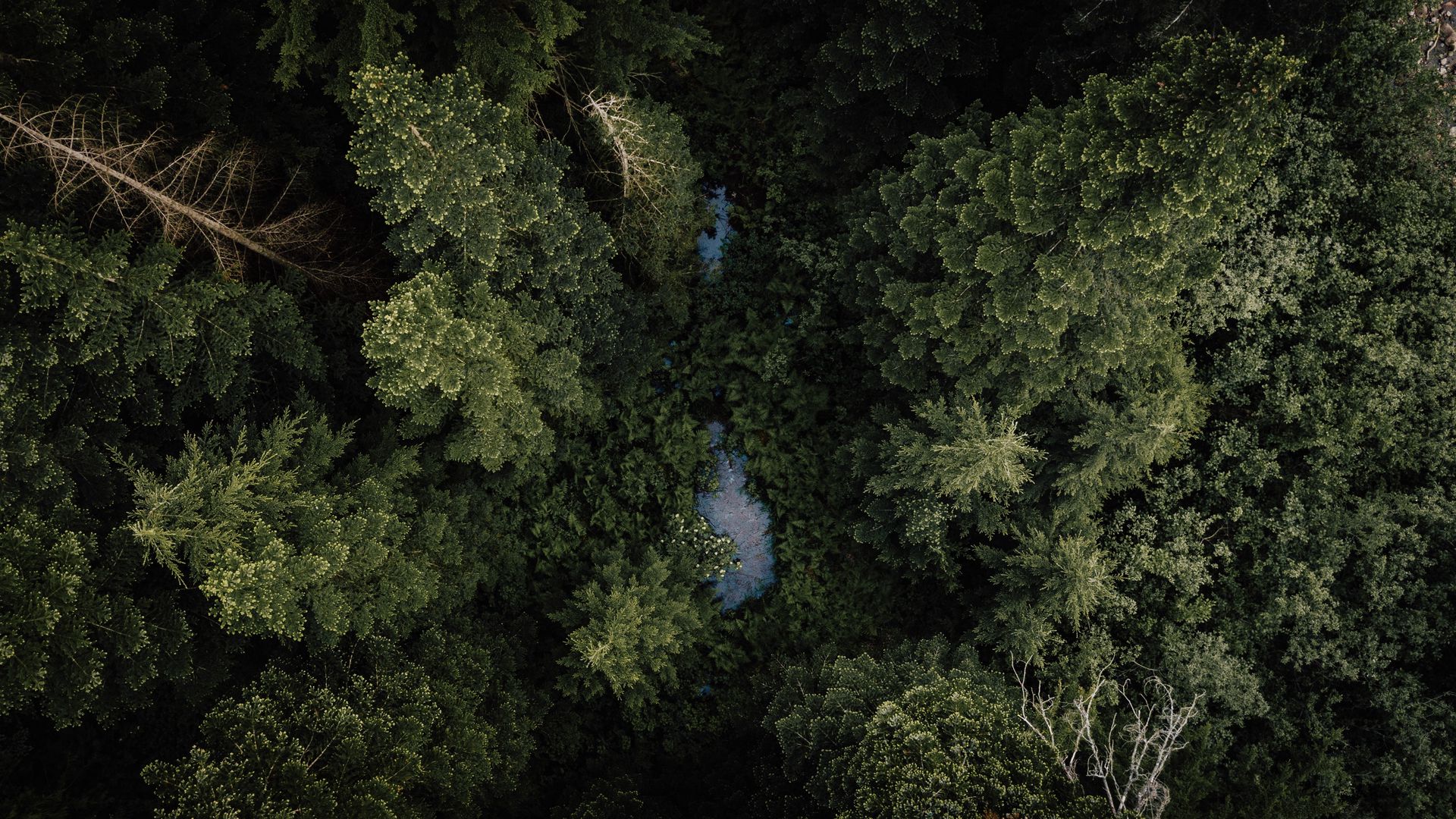 Forest Landscape Hd Aerial View Wallpapers