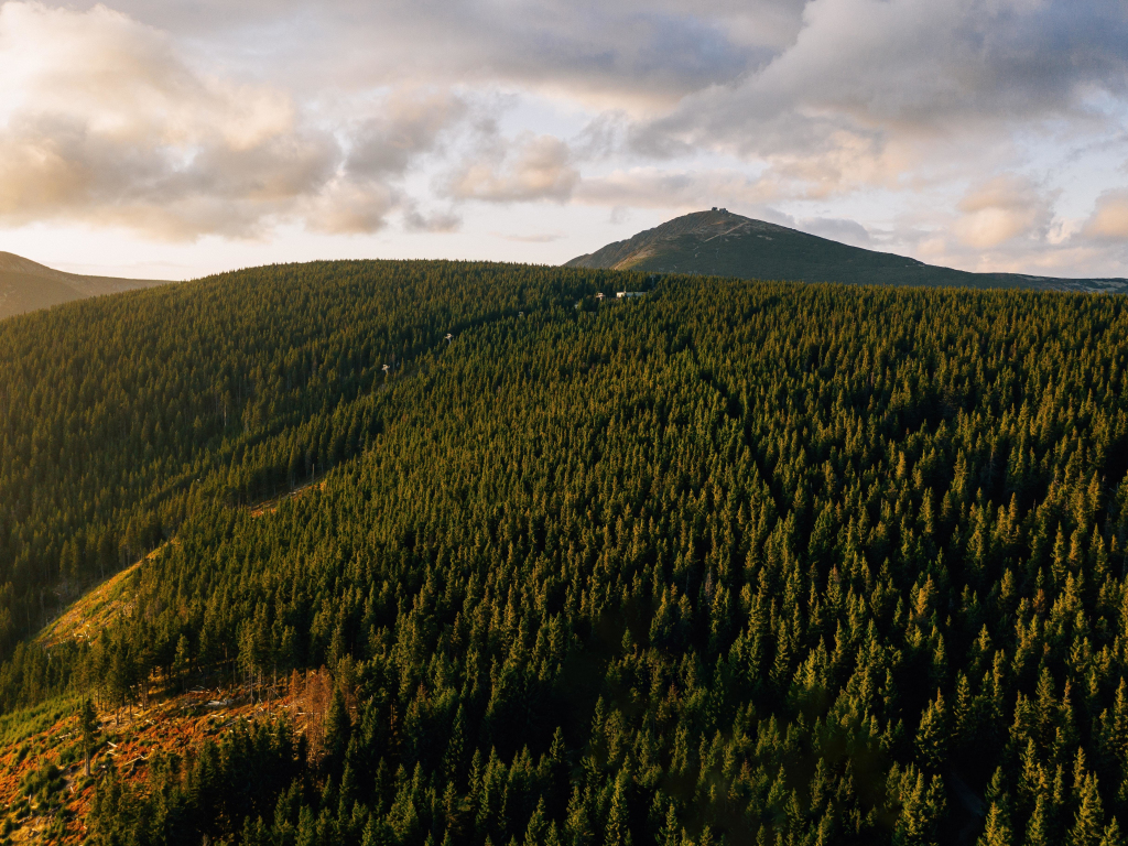 Forest Landscape Hd Aerial View Wallpapers