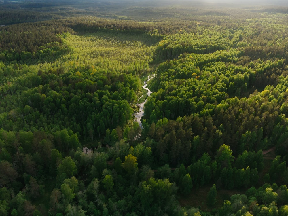 Forest Landscape Hd Aerial View Wallpapers