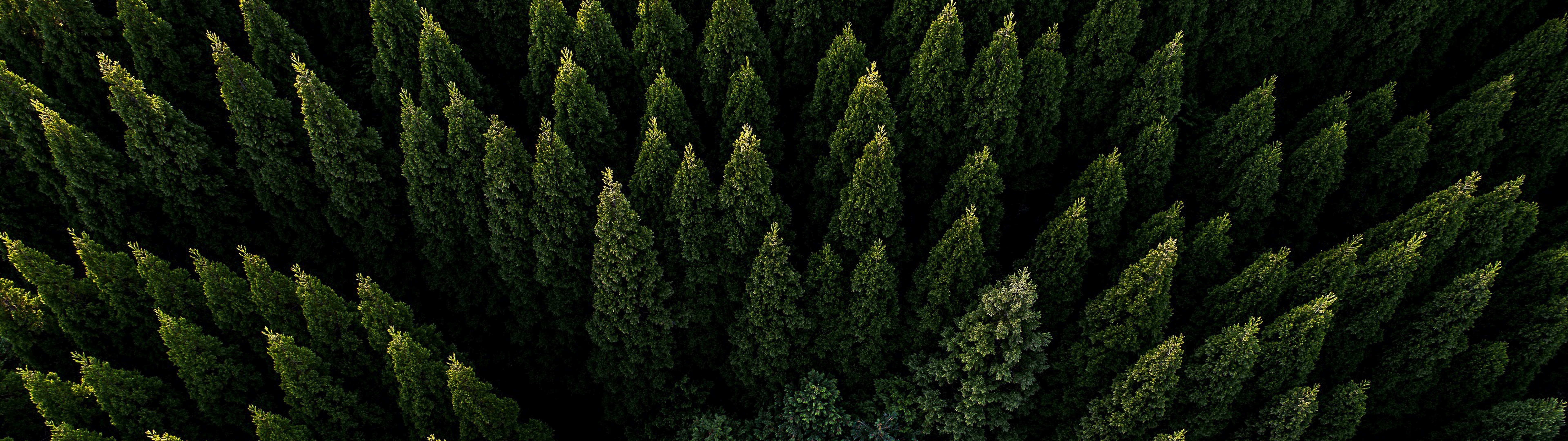 Forest Landscape Hd Aerial View Wallpapers