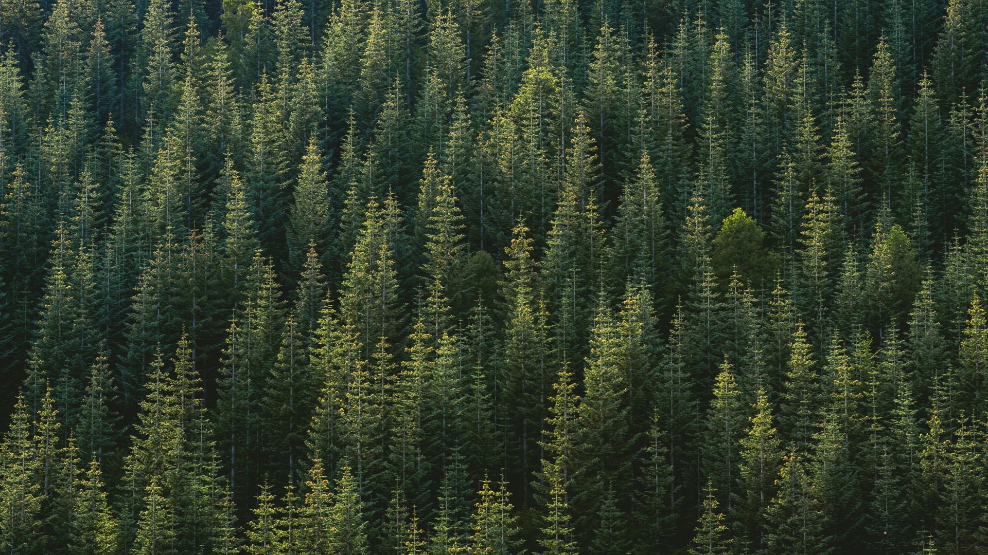 Forest Landscape Hd Aerial View Wallpapers