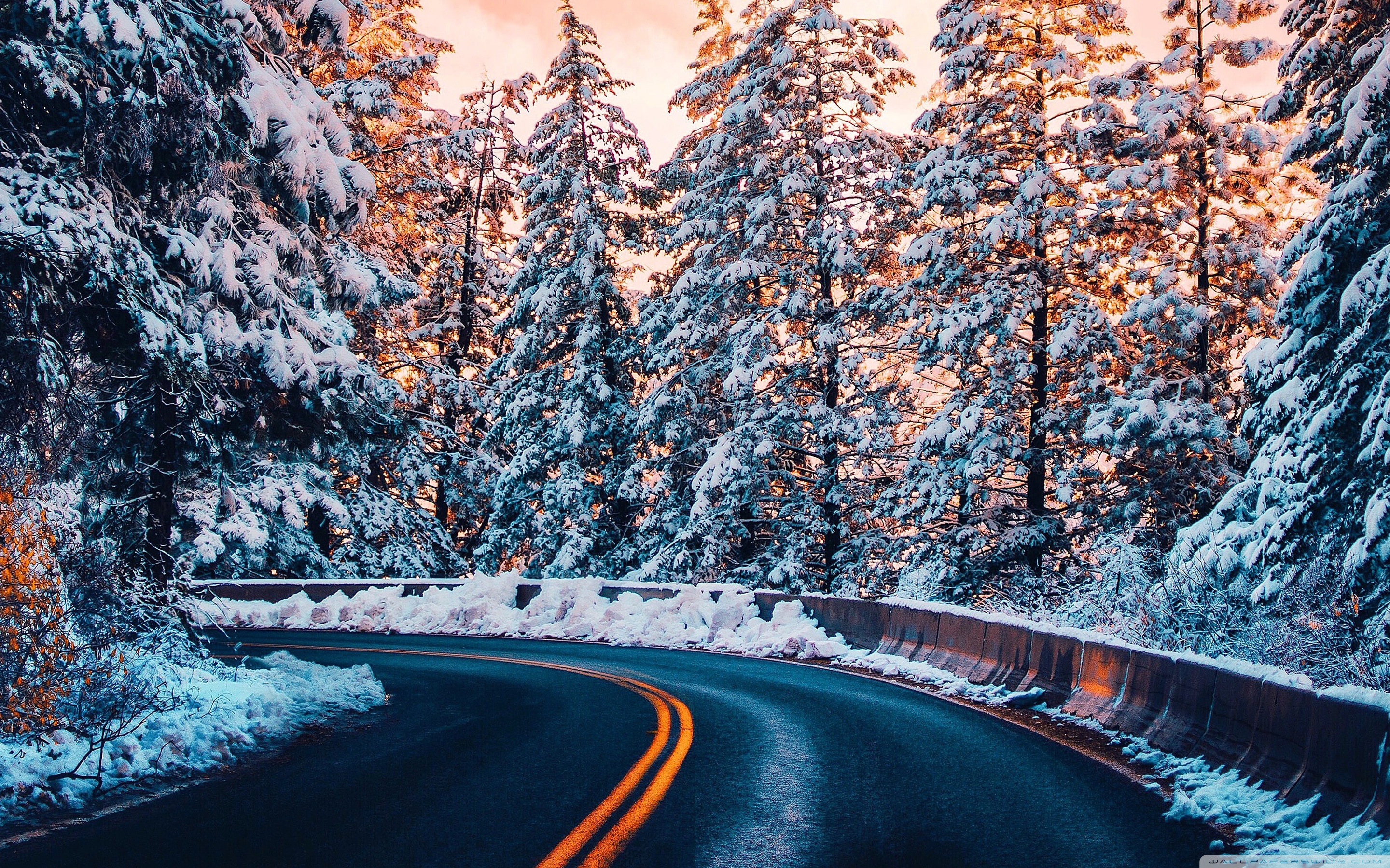 Forest Road In Winter Wallpapers