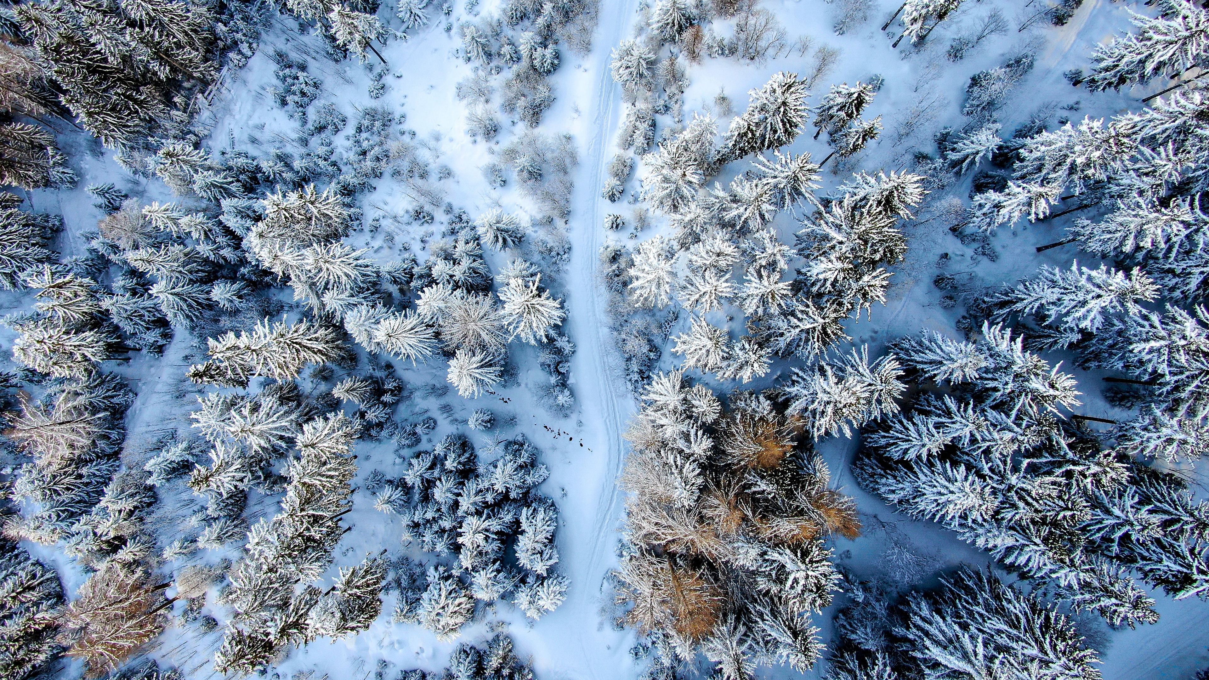 Forest Road In Winter Wallpapers