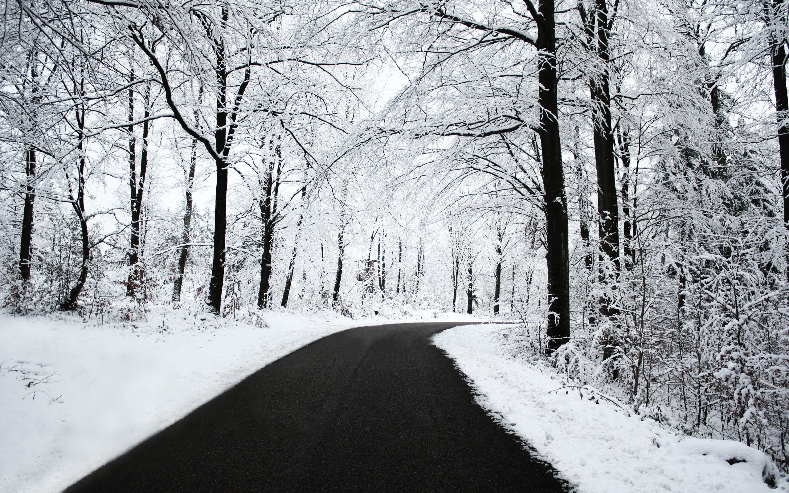 Forest Road In Winter Wallpapers