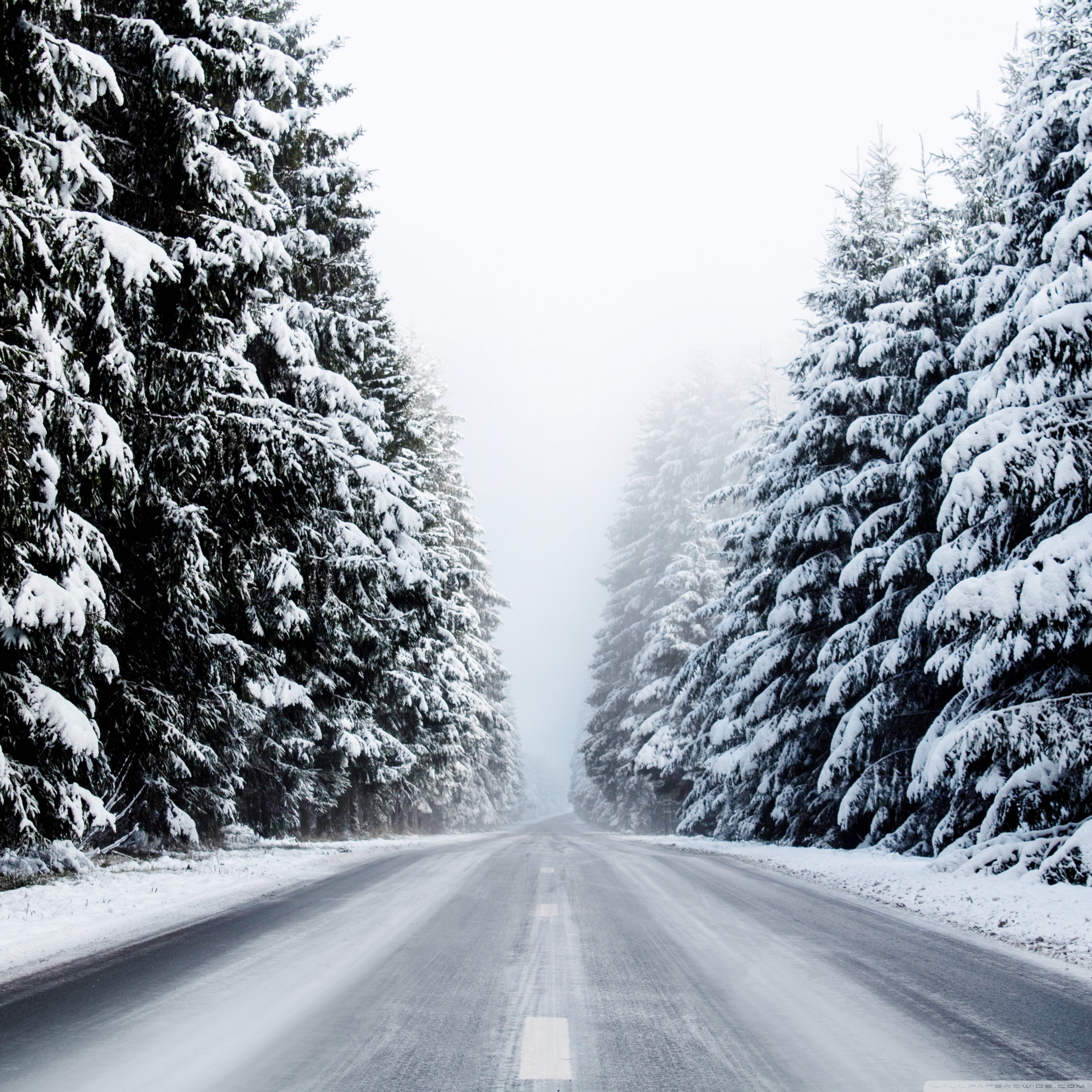 Forest Road In Winter Wallpapers