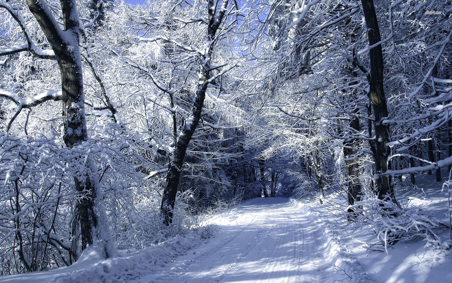 Forest Road In Winter Wallpapers