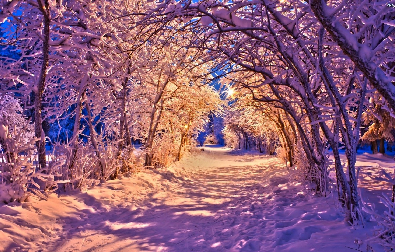 Forest Road In Winter Wallpapers