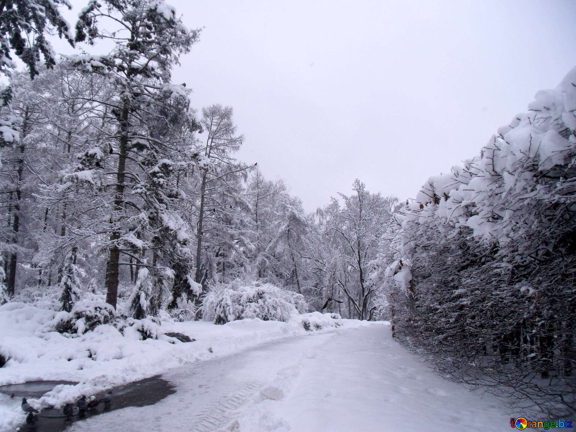 Forest Road In Winter Wallpapers