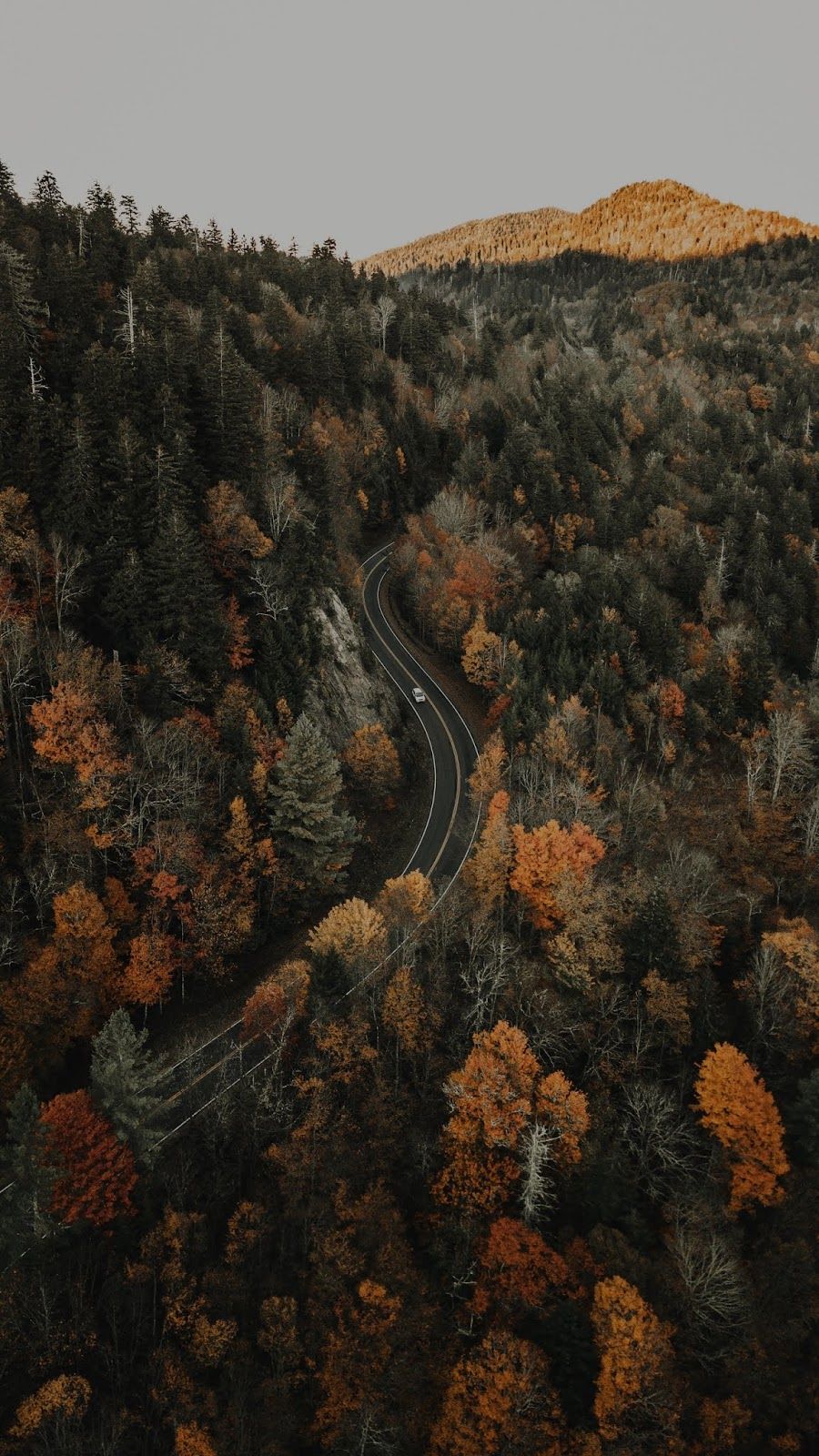 Forest Road Photography Aerial 4K Wallpapers