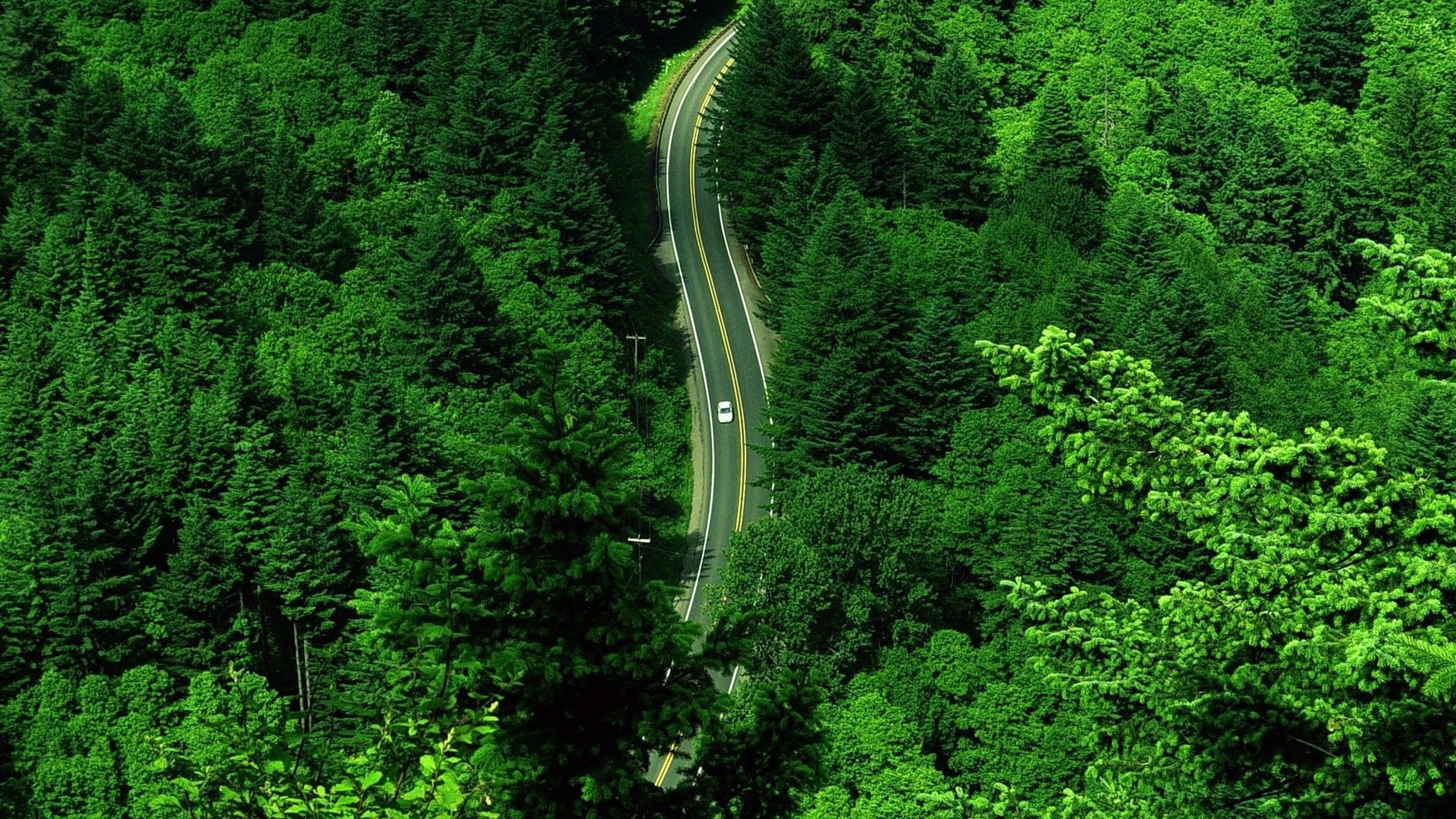 Forest Road Photography Aerial 4K Wallpapers