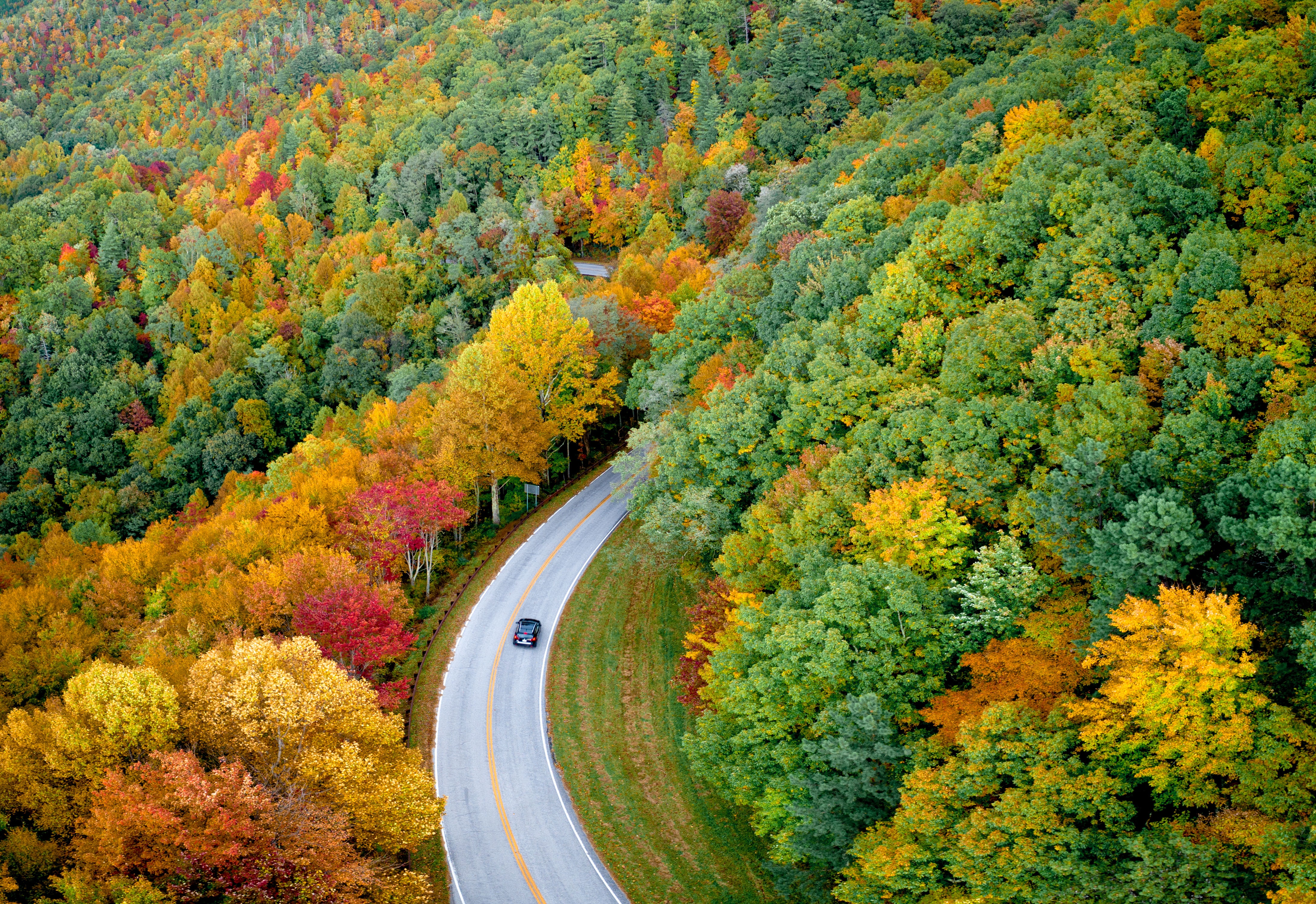 Forest Road Photography Aerial 4K Wallpapers