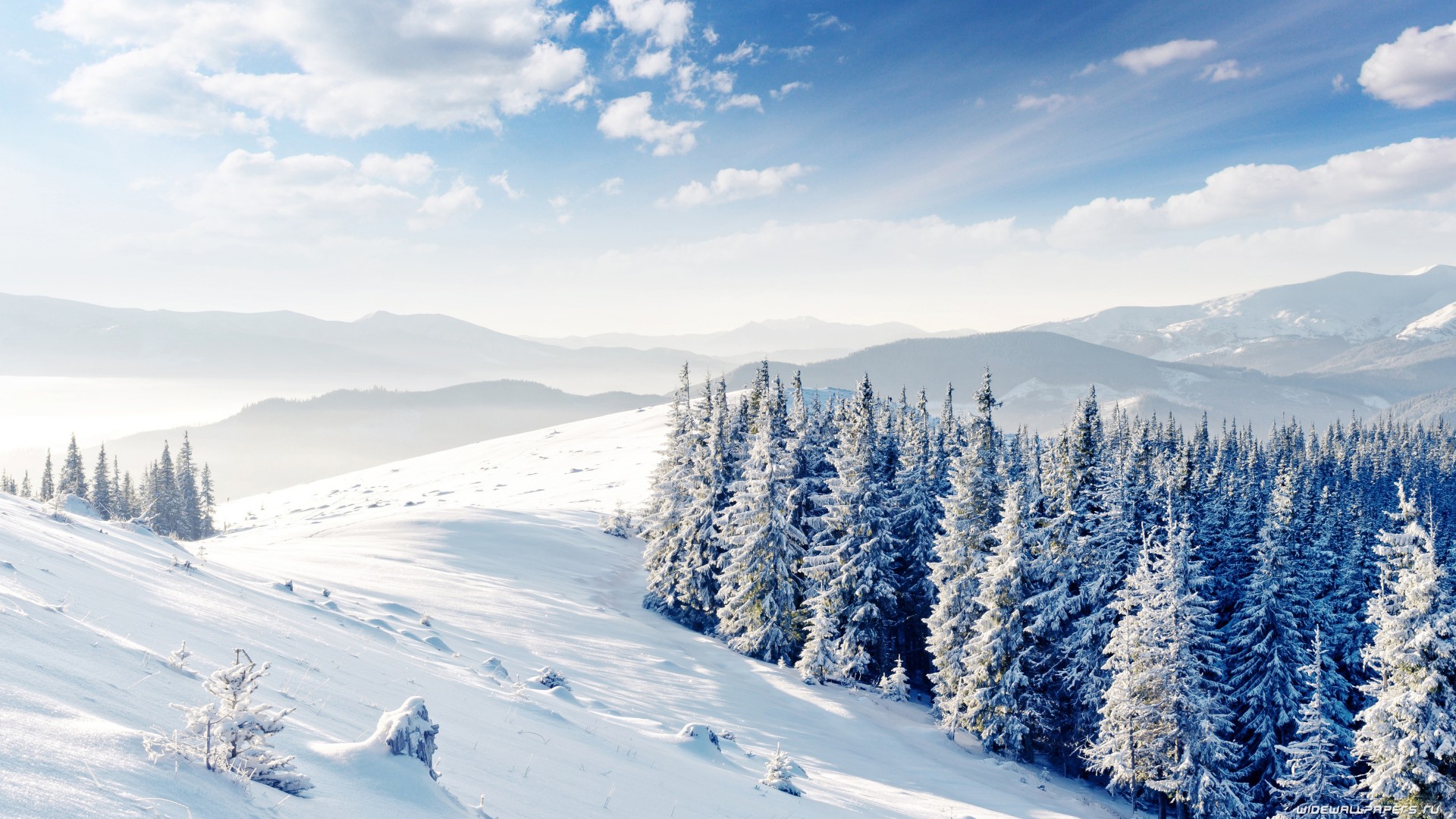 Forest Snowy Winter Mountains Wallpapers