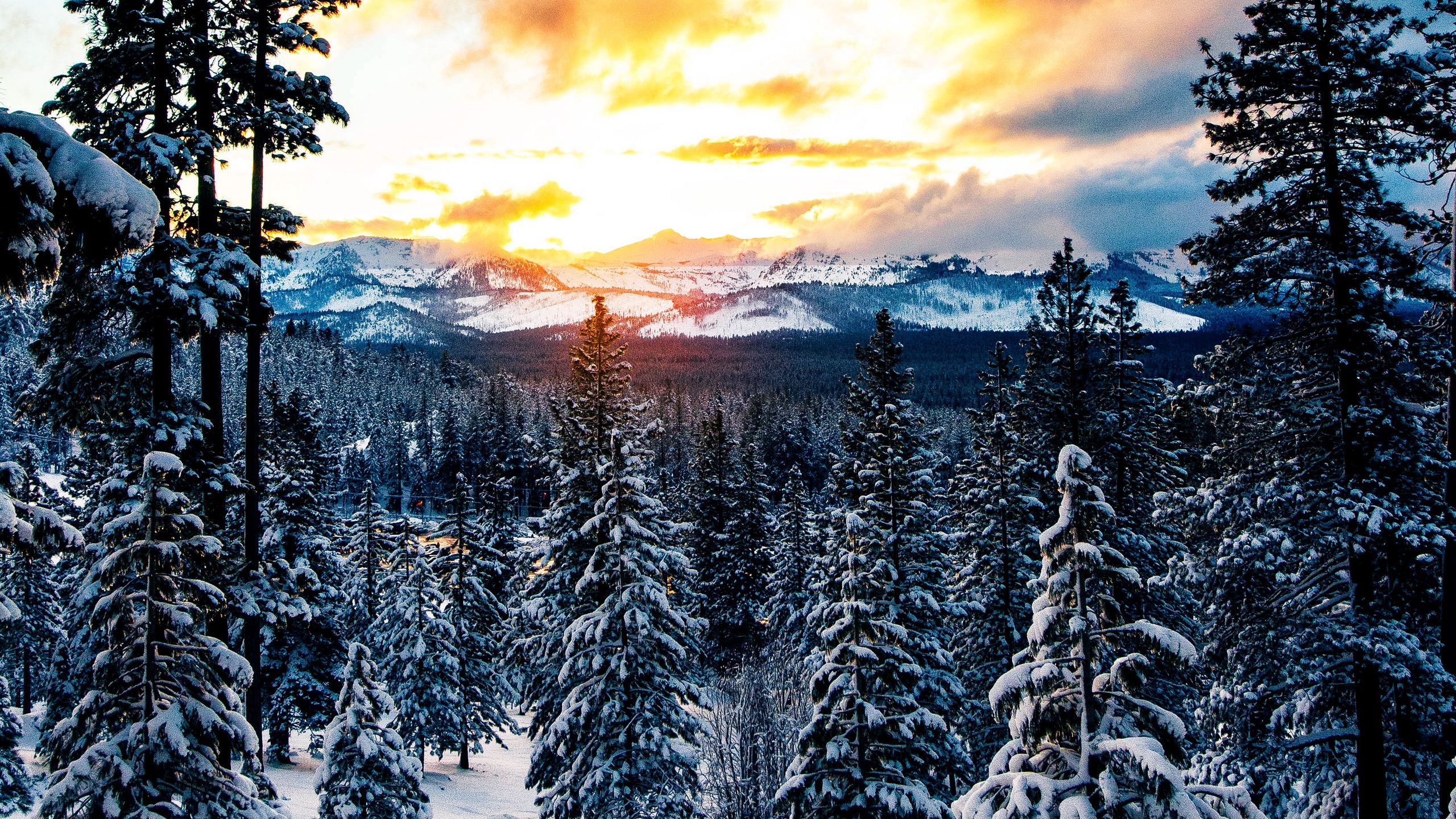 Forest Snowy Winter Mountains Wallpapers