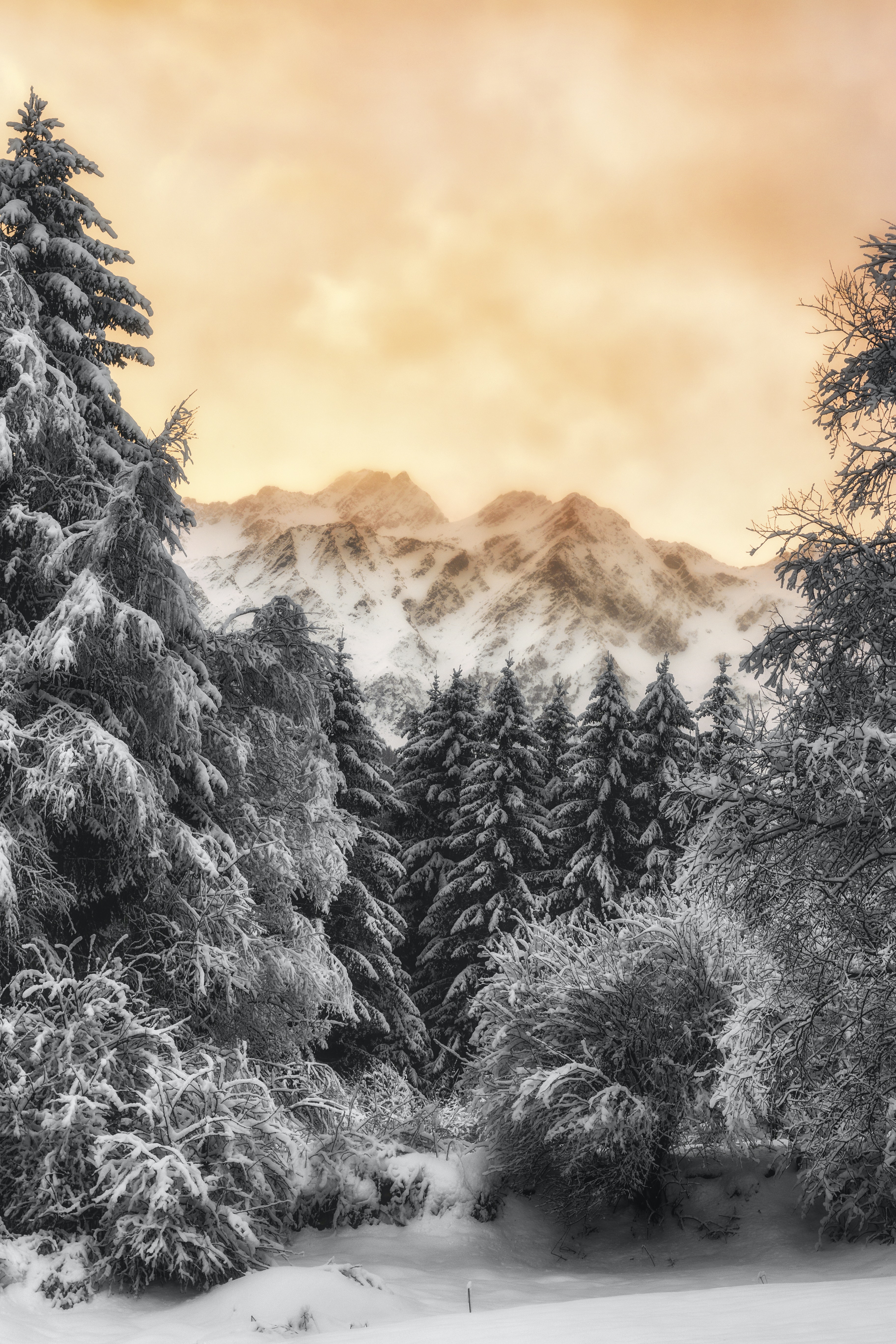 Forest Snowy Winter Mountains Wallpapers