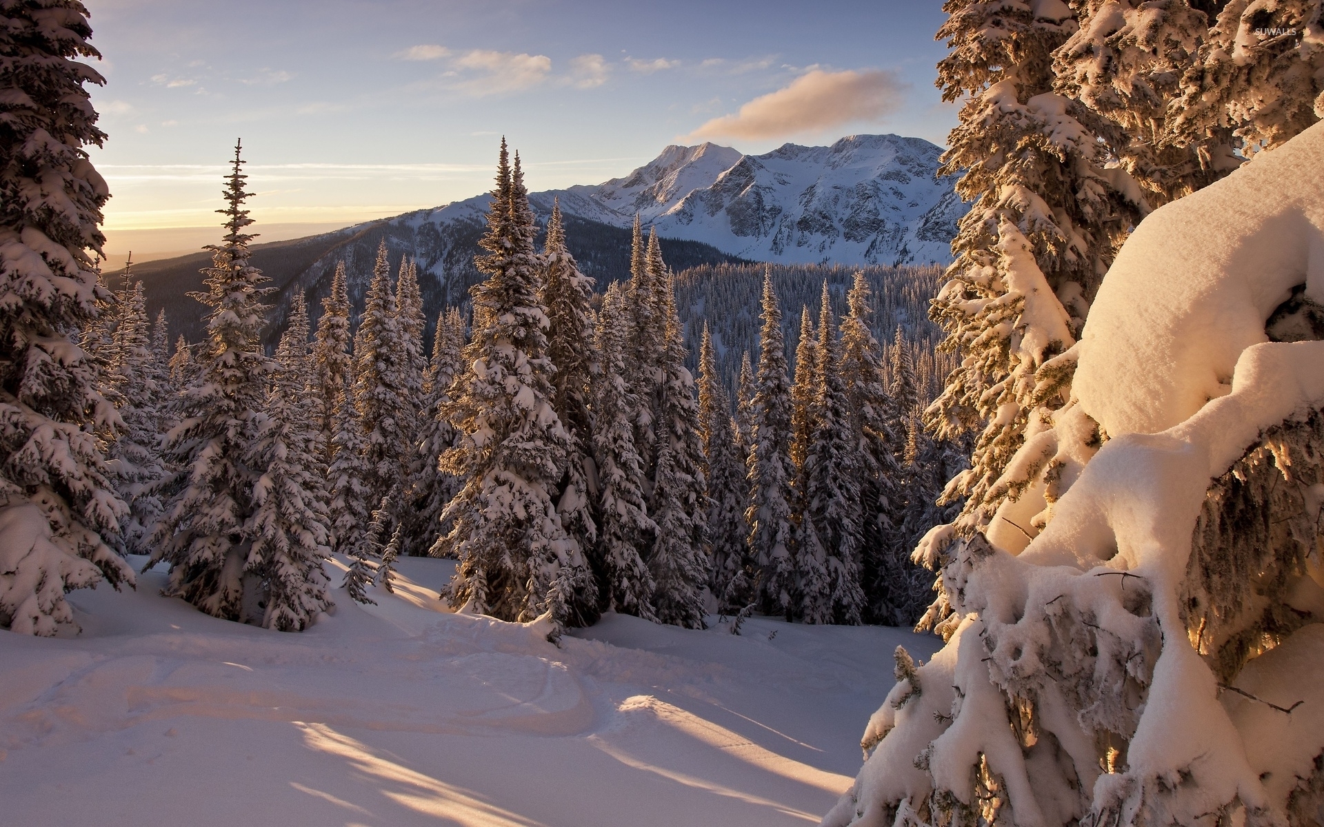 Forest Snowy Winter Mountains Wallpapers