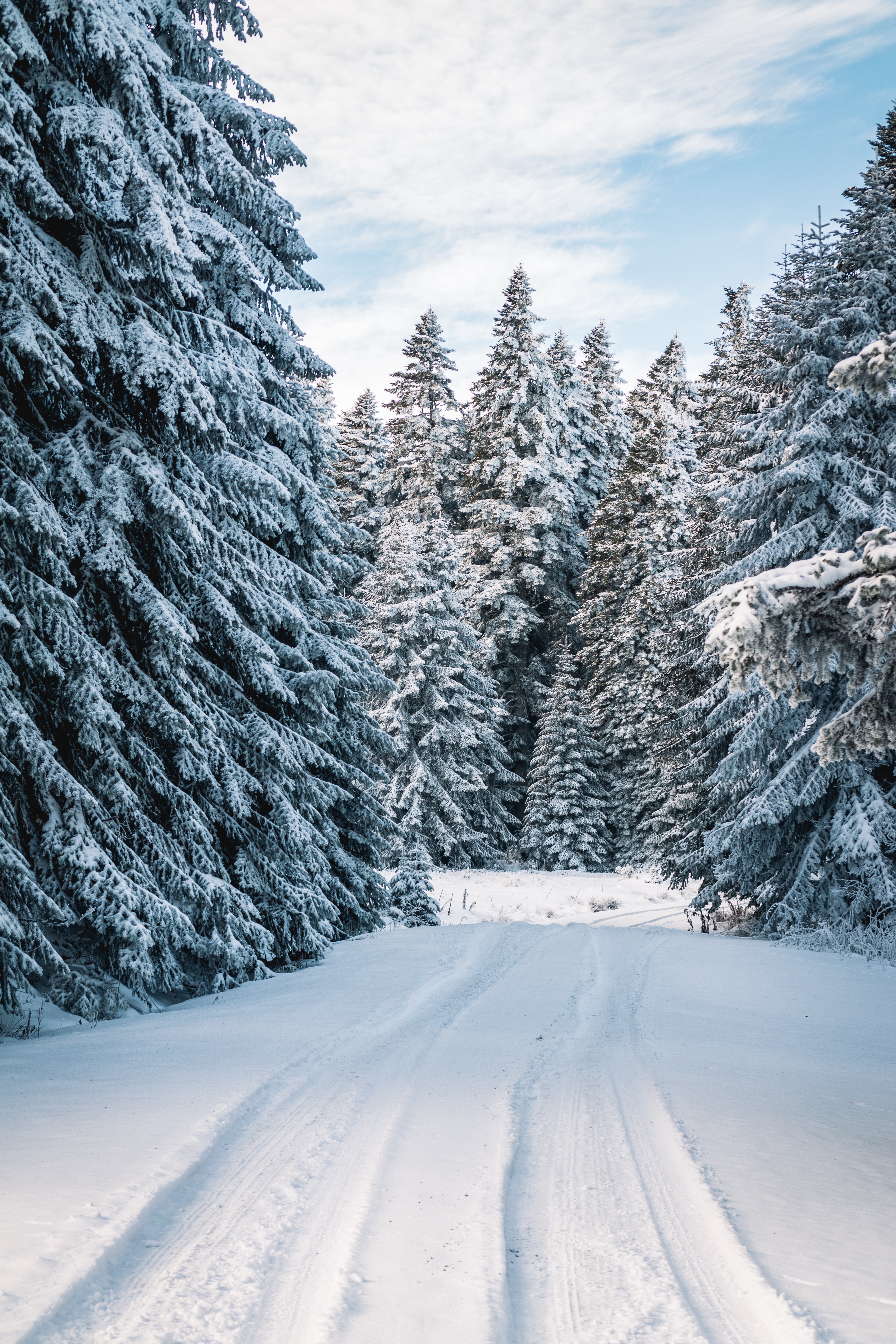 Forest Snowy Winter Mountains Wallpapers