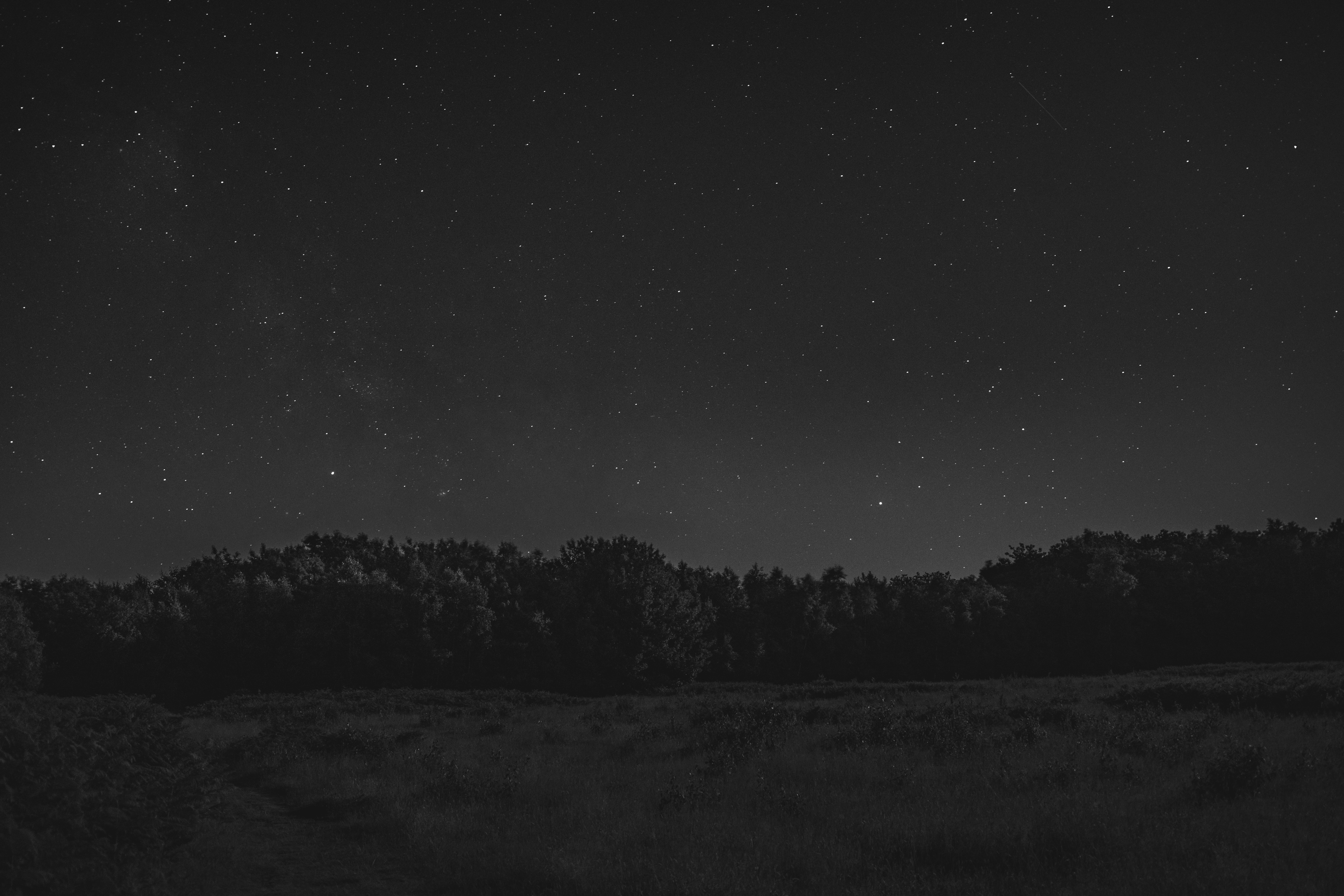 Forest Starry Night Monochrome Wallpapers