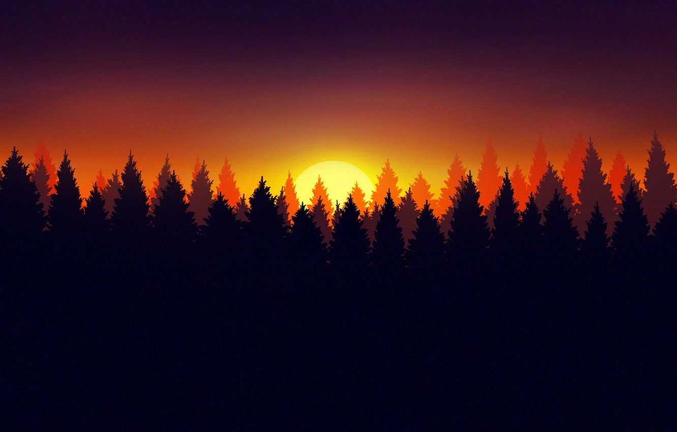 Forest Sunset Wallpapers