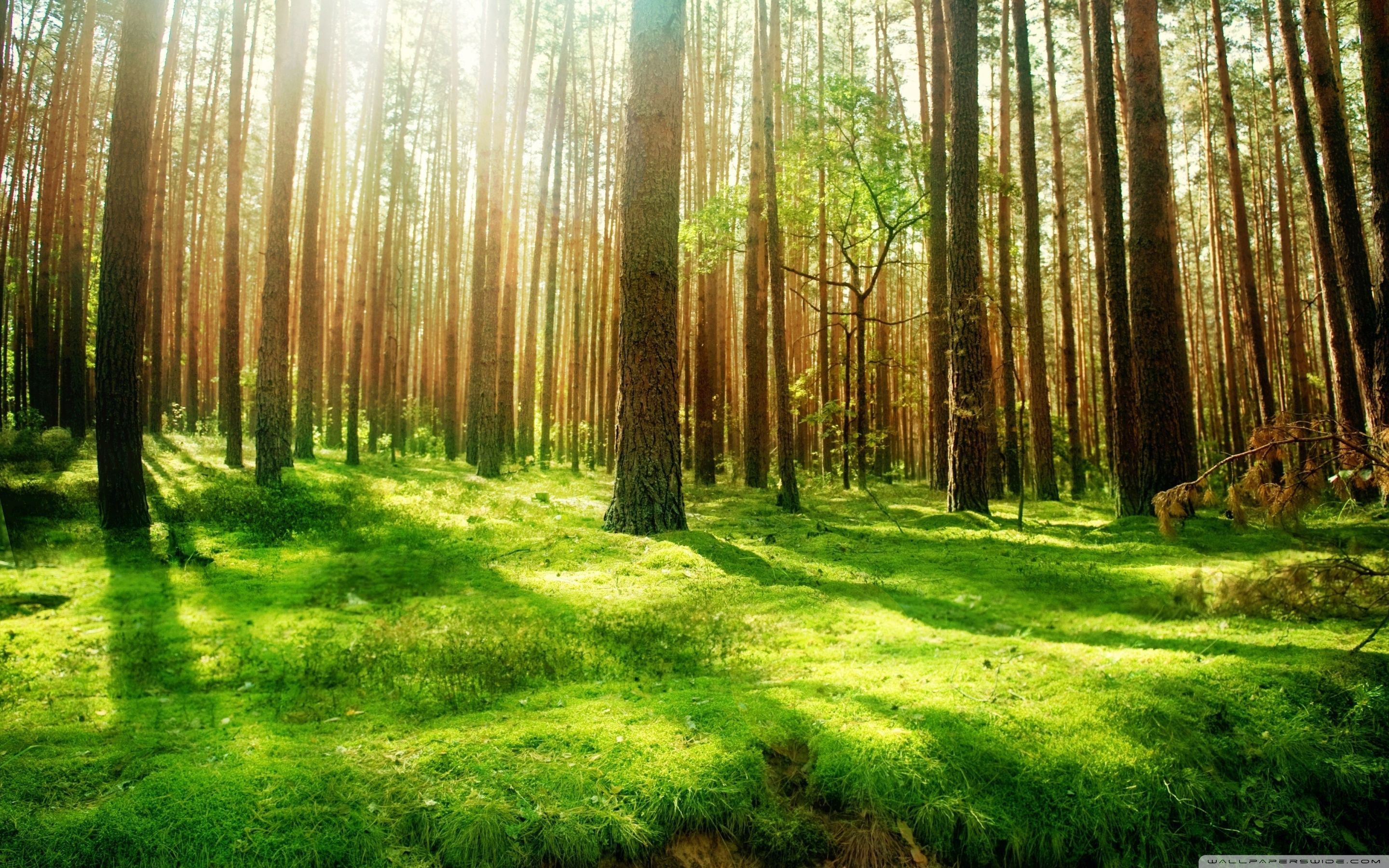 Forests Beautiful Landscape Wallpapers