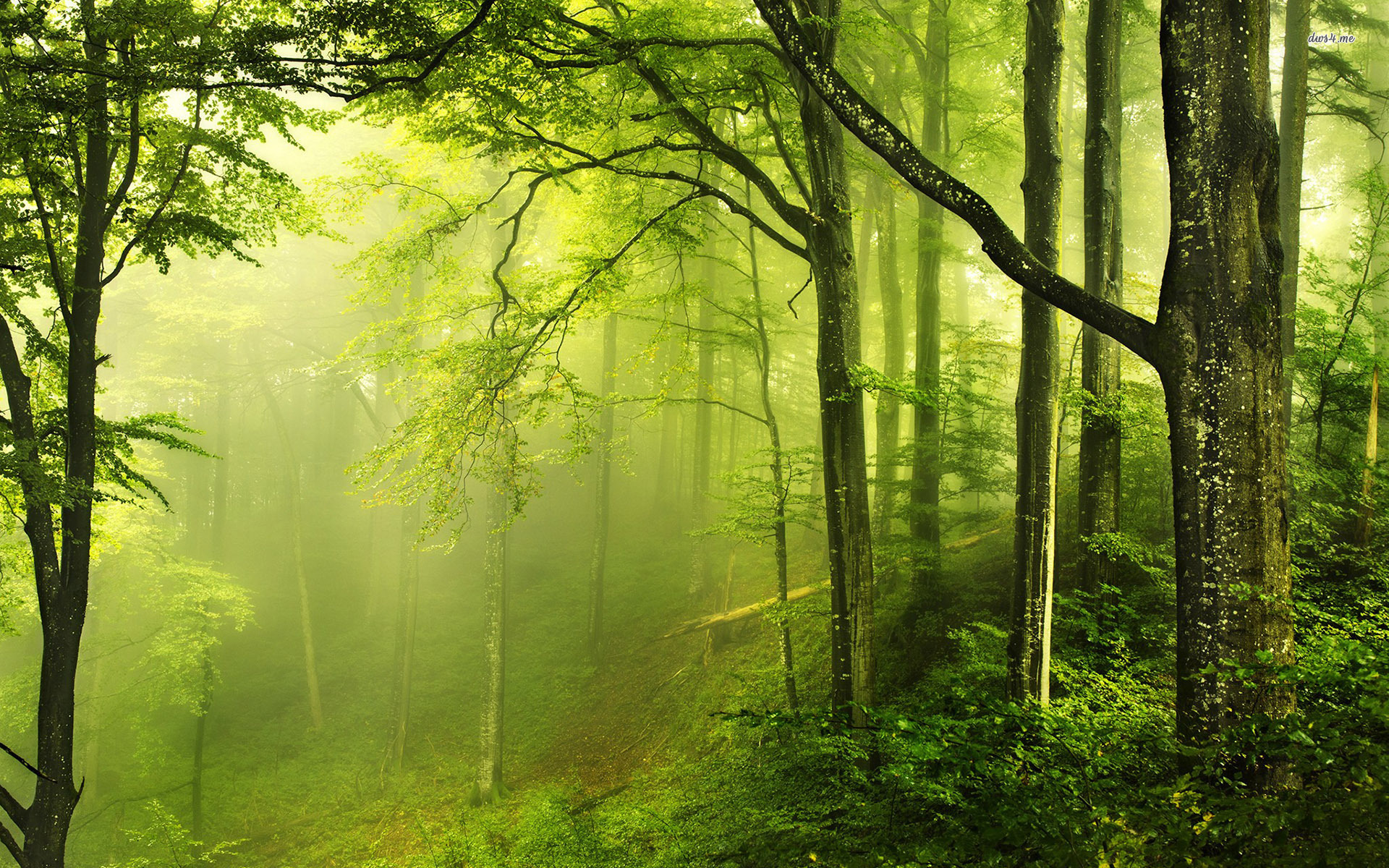 Forests Beautiful Landscape Wallpapers