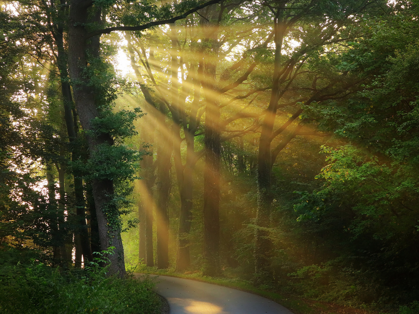 Forests Roads Rays Of Light Wallpapers