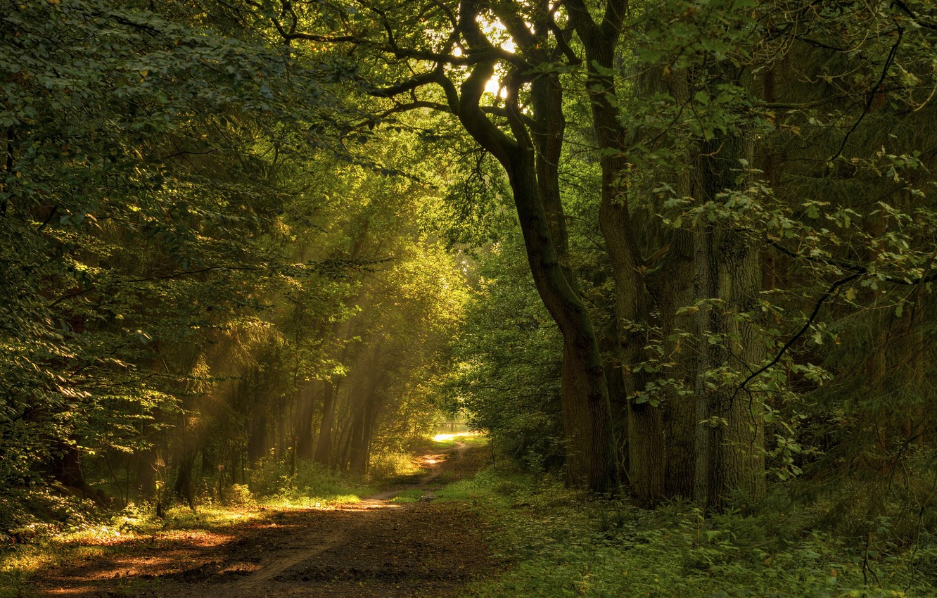 Forests Roads Rays Of Light Wallpapers