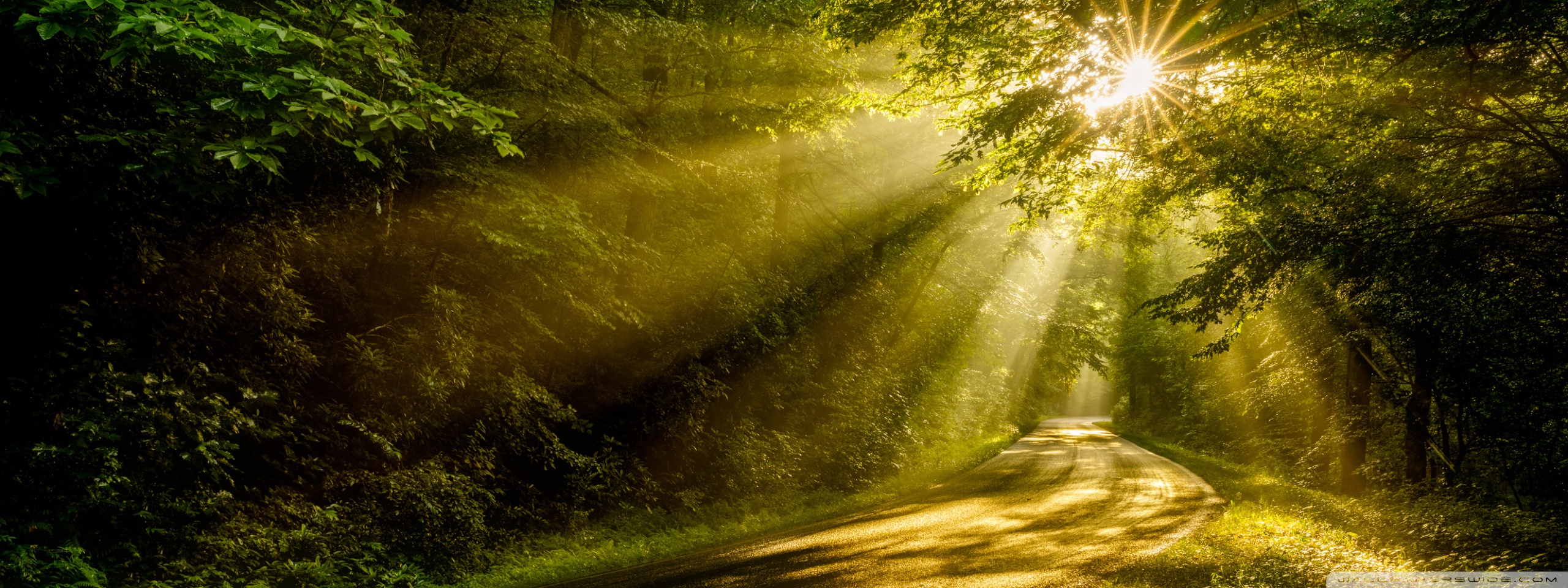 Forests Roads Rays Of Light Wallpapers