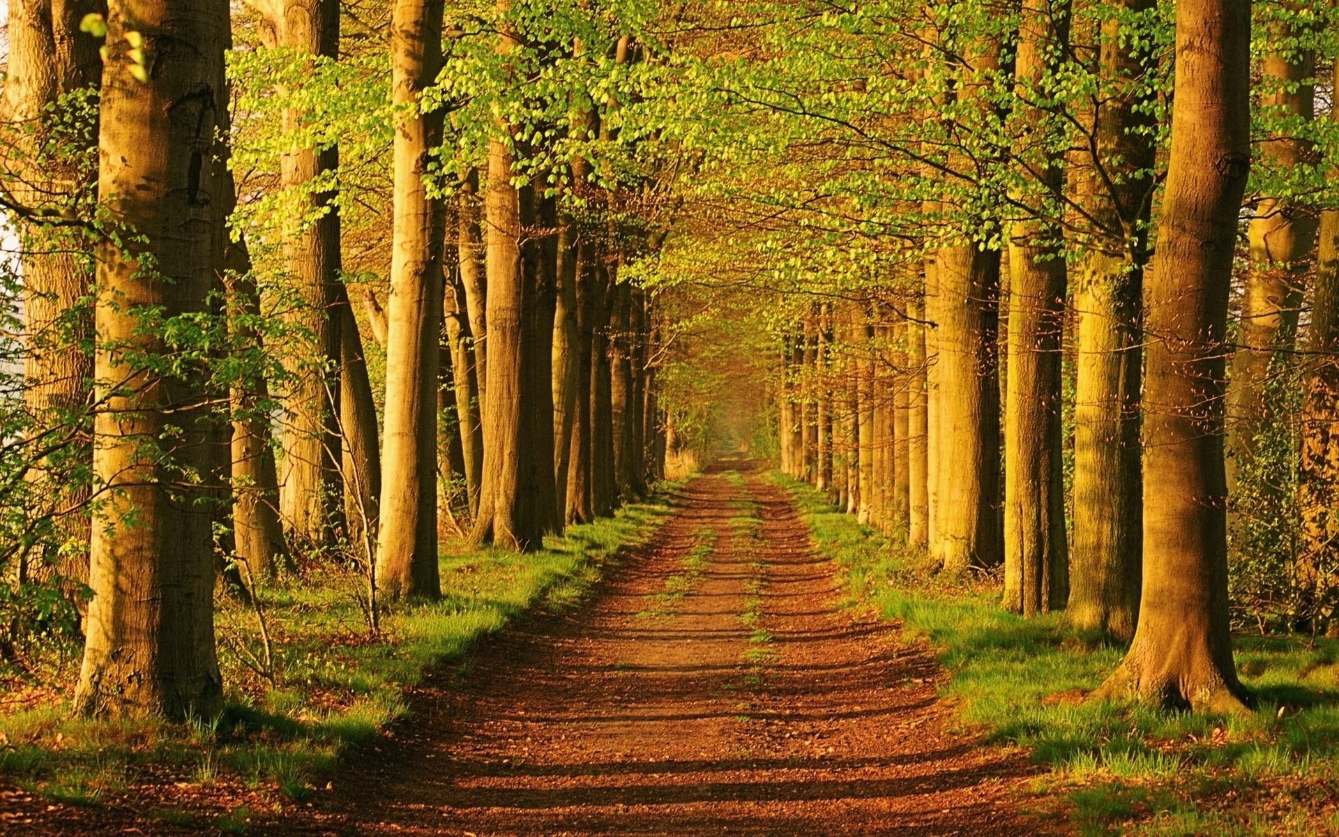 Forests Roads Rays Of Light Wallpapers