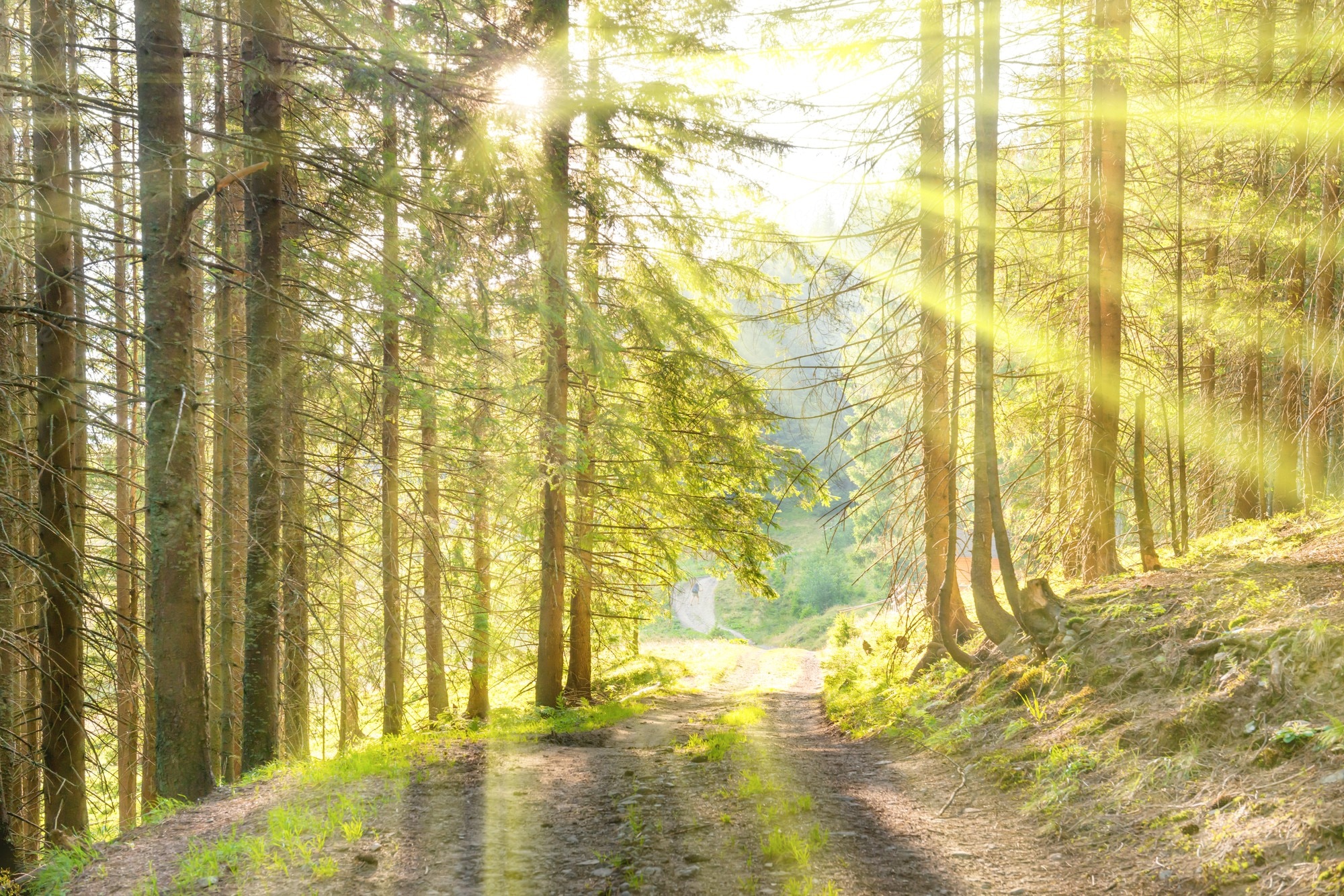 Forests Roads Rays Of Light Wallpapers