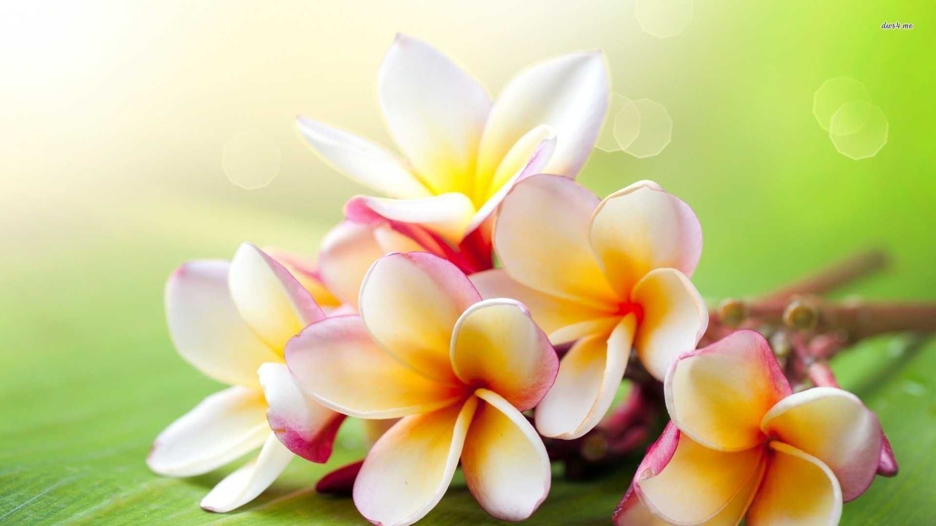 Frangipani Wallpapers