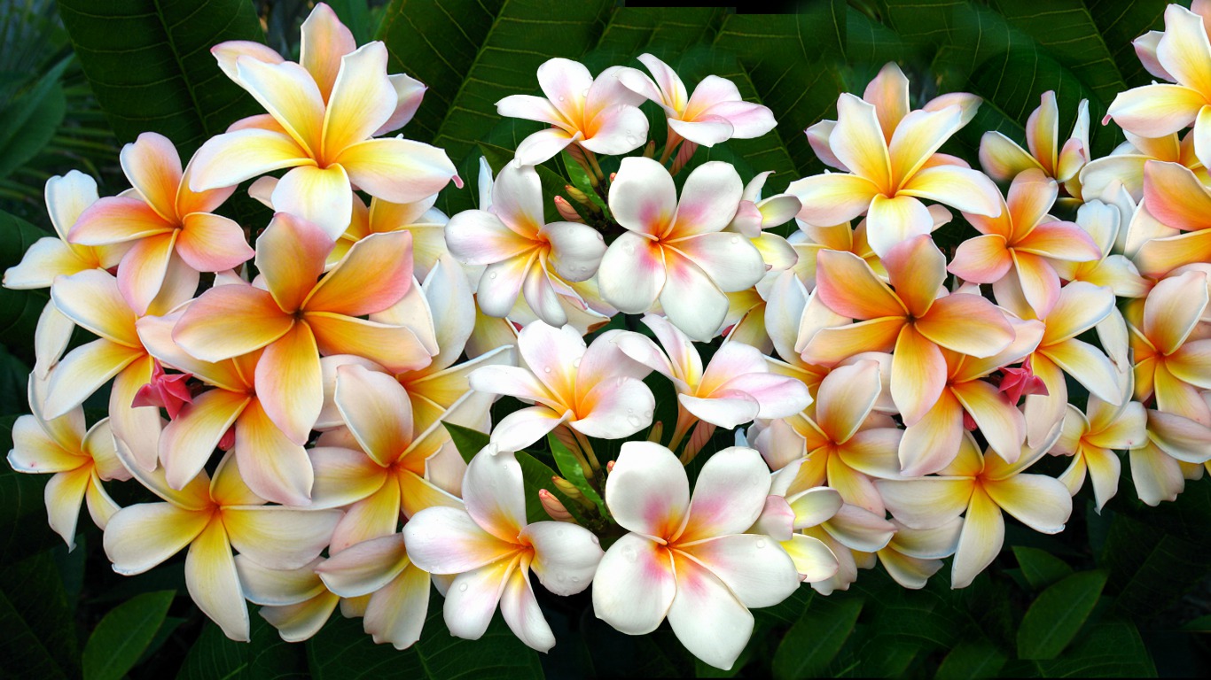 Frangipani Wallpapers