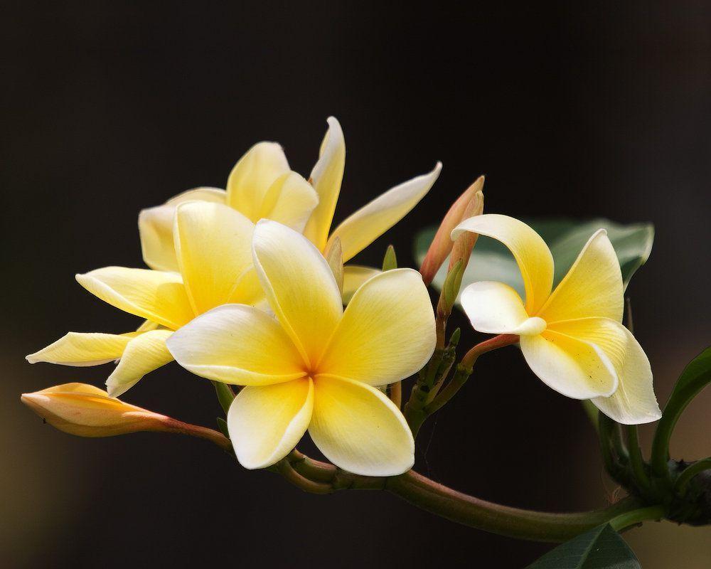 Frangipani Wallpapers