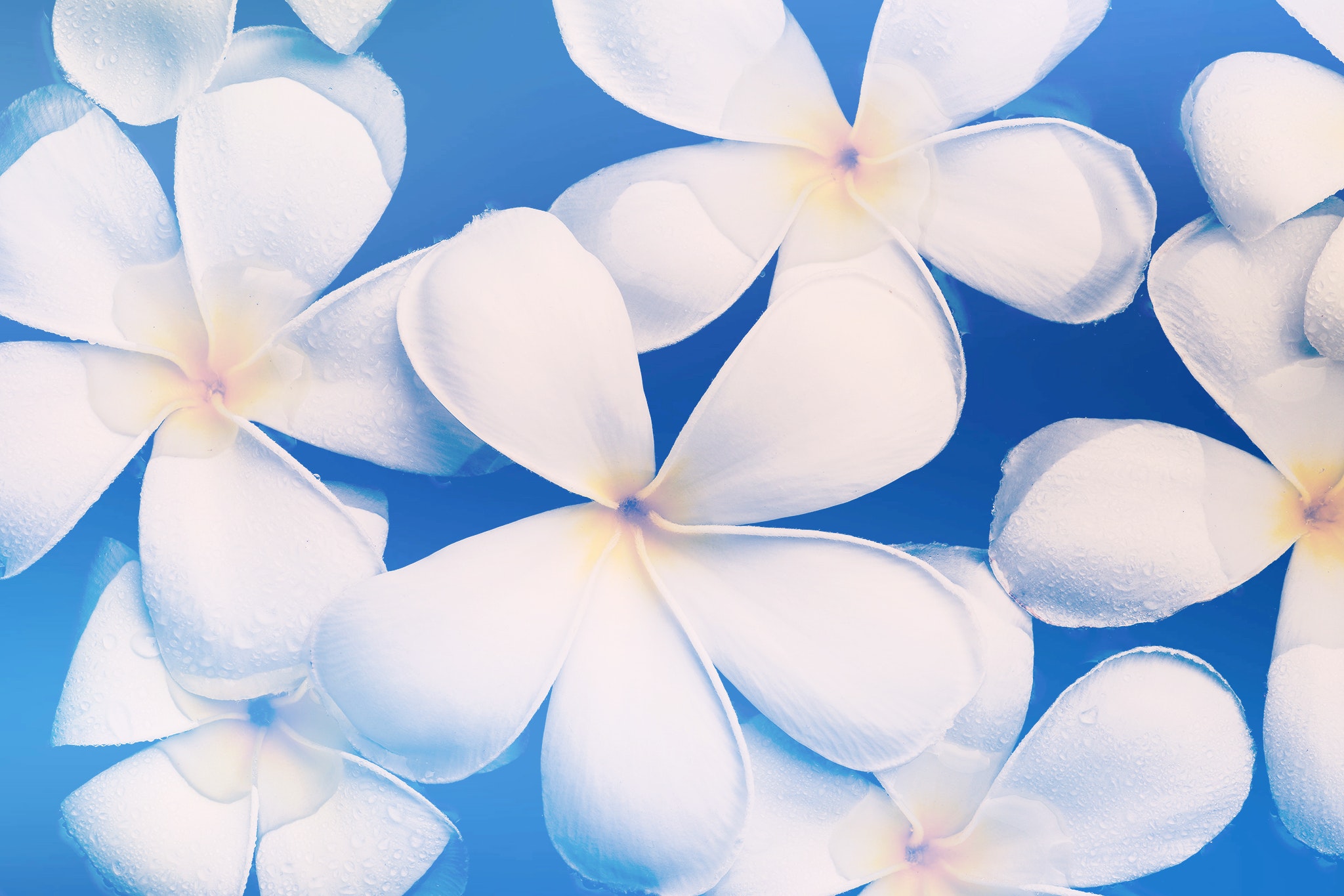 Frangipani Wallpapers