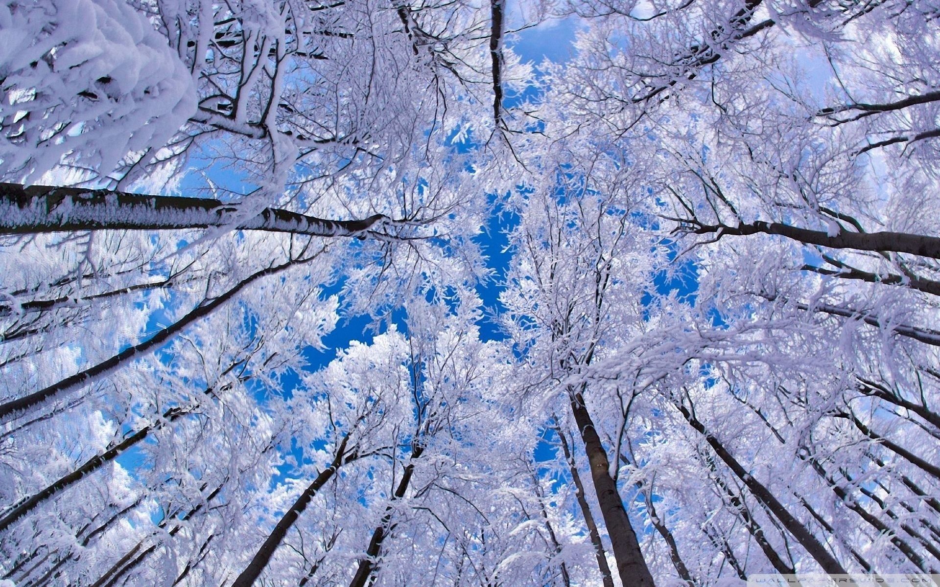 Frost Trees In Winter Snow 4K Wallpapers