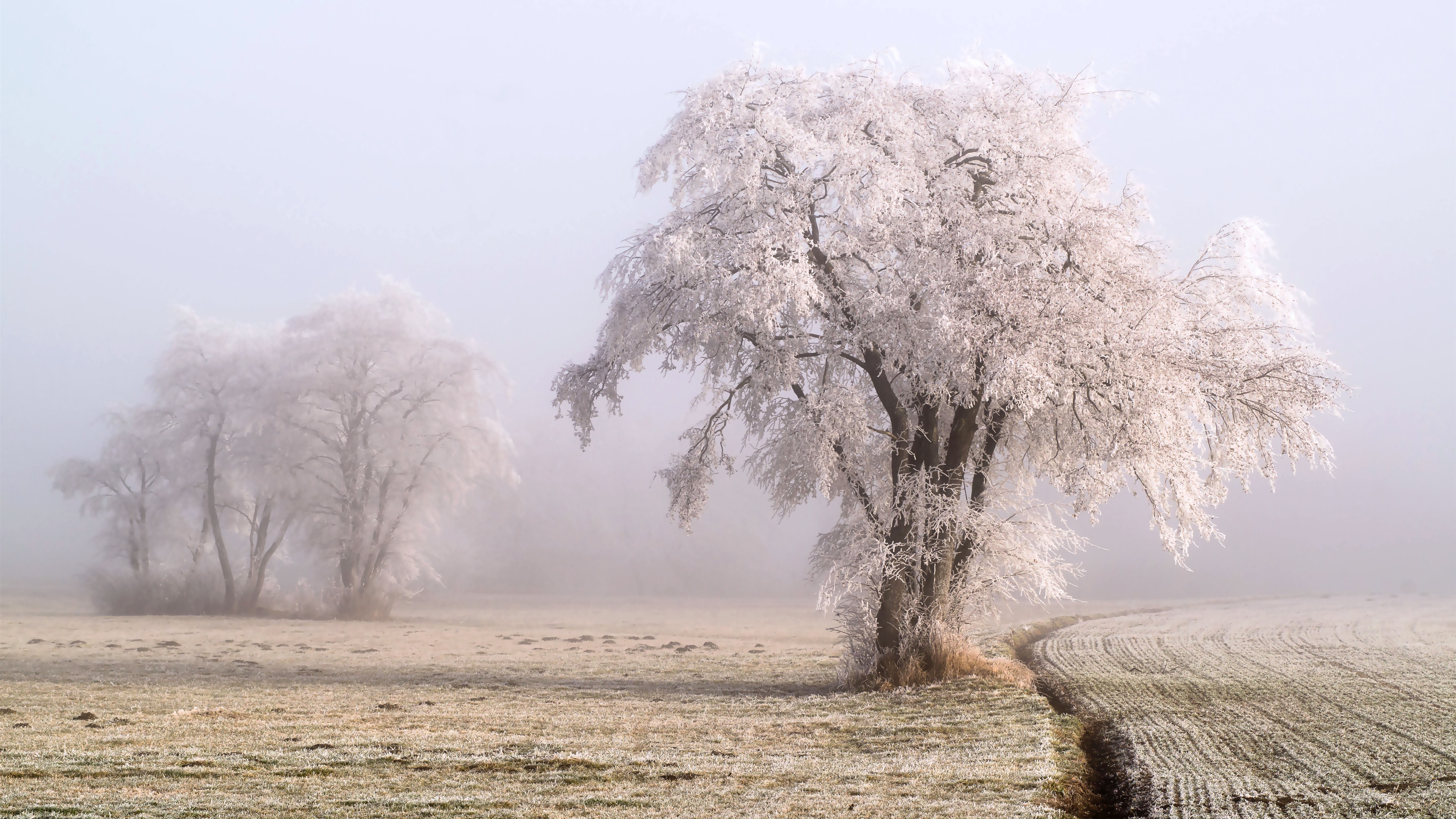 Frost Trees In Winter Snow 4K Wallpapers