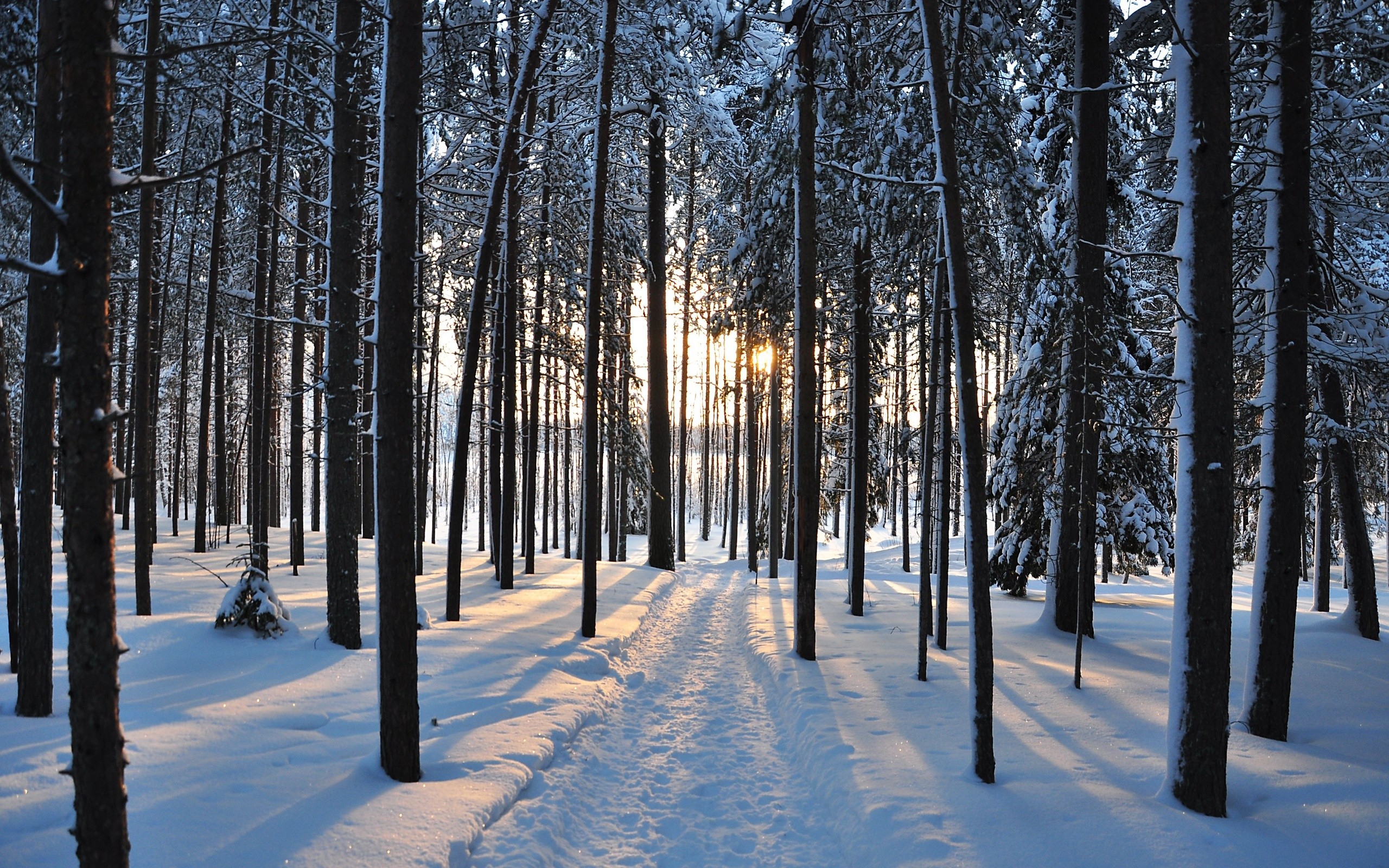 Frost Trees In Winter Snow 4K Wallpapers