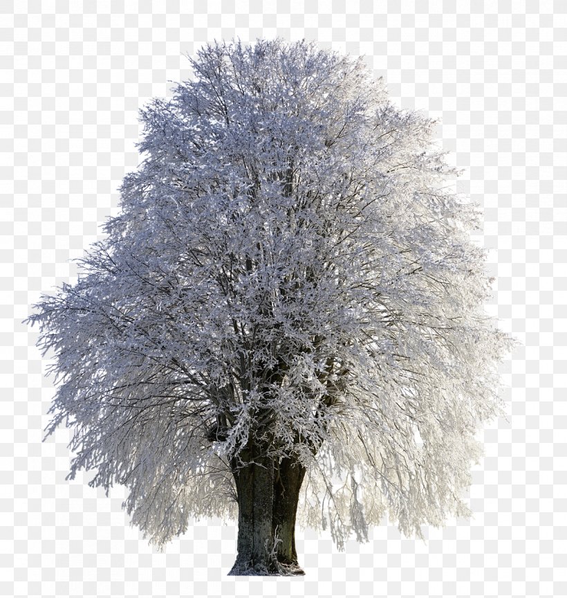 Frost Trees In Winter Snow 4K Wallpapers