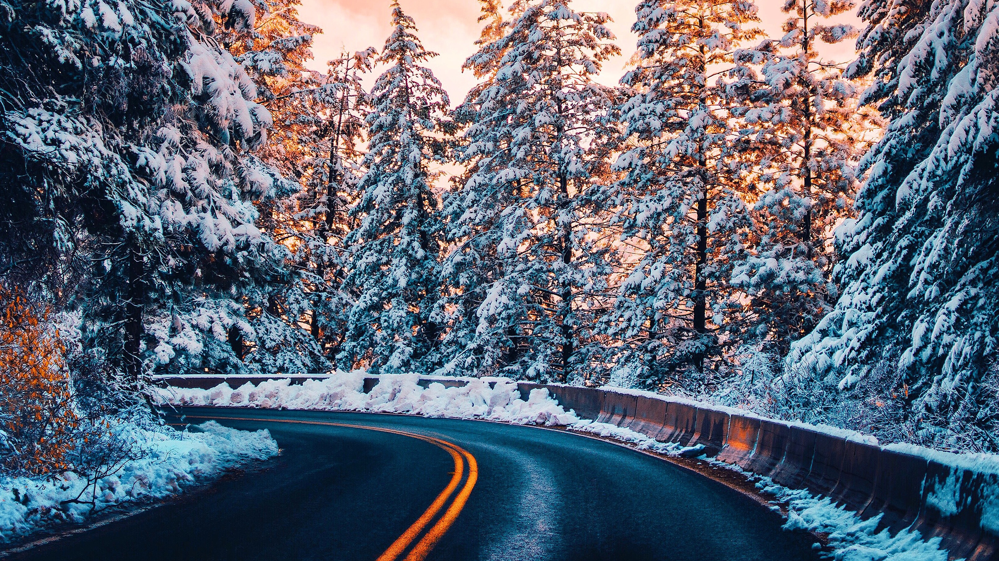 Frost Trees In Winter Snow 4K Wallpapers