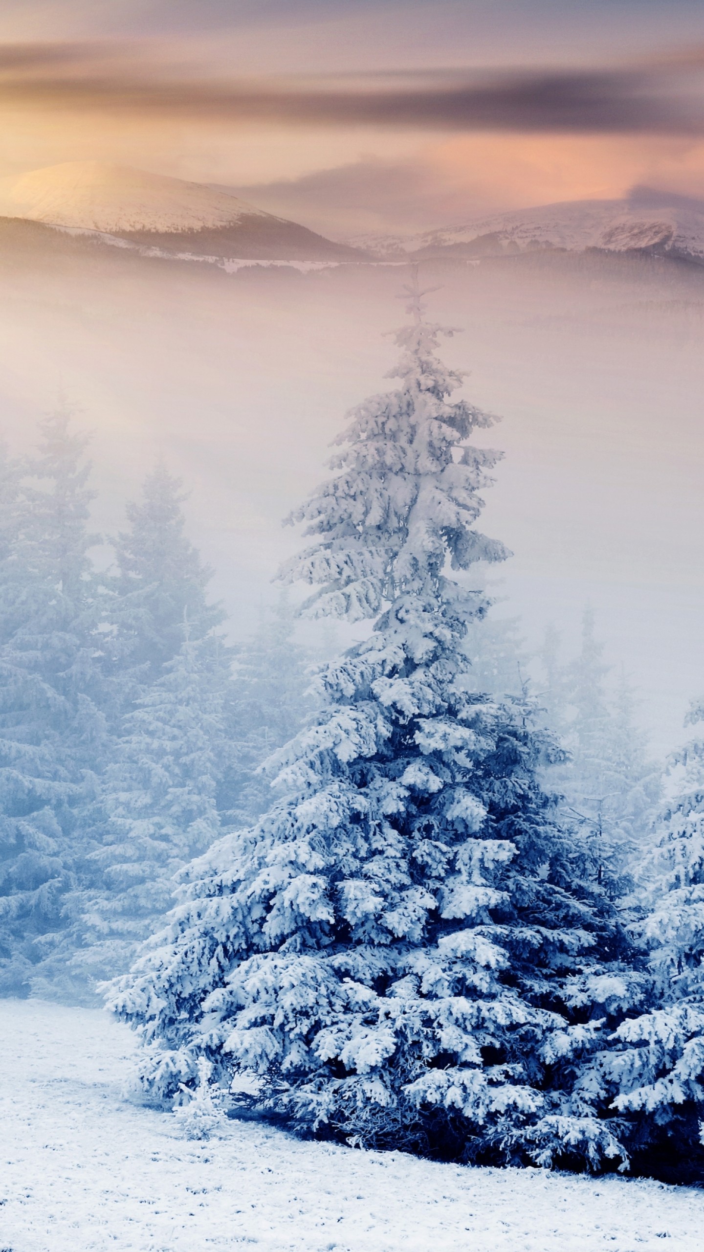 Frost Trees In Winter Snow 4K Wallpapers