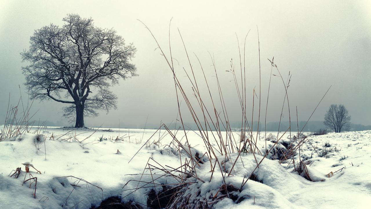 Frost Trees In Winter Snow 4K Wallpapers