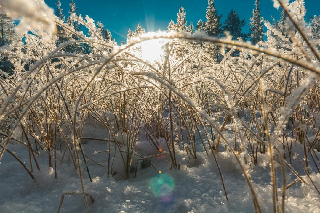 Frost Trees In Winter Snow 4K Wallpapers