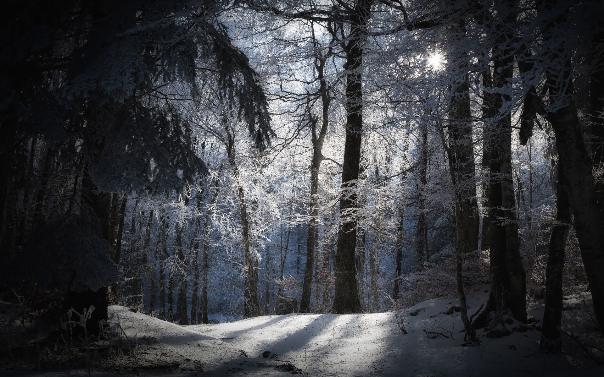 Full Moon Over Winter Forest Wallpapers