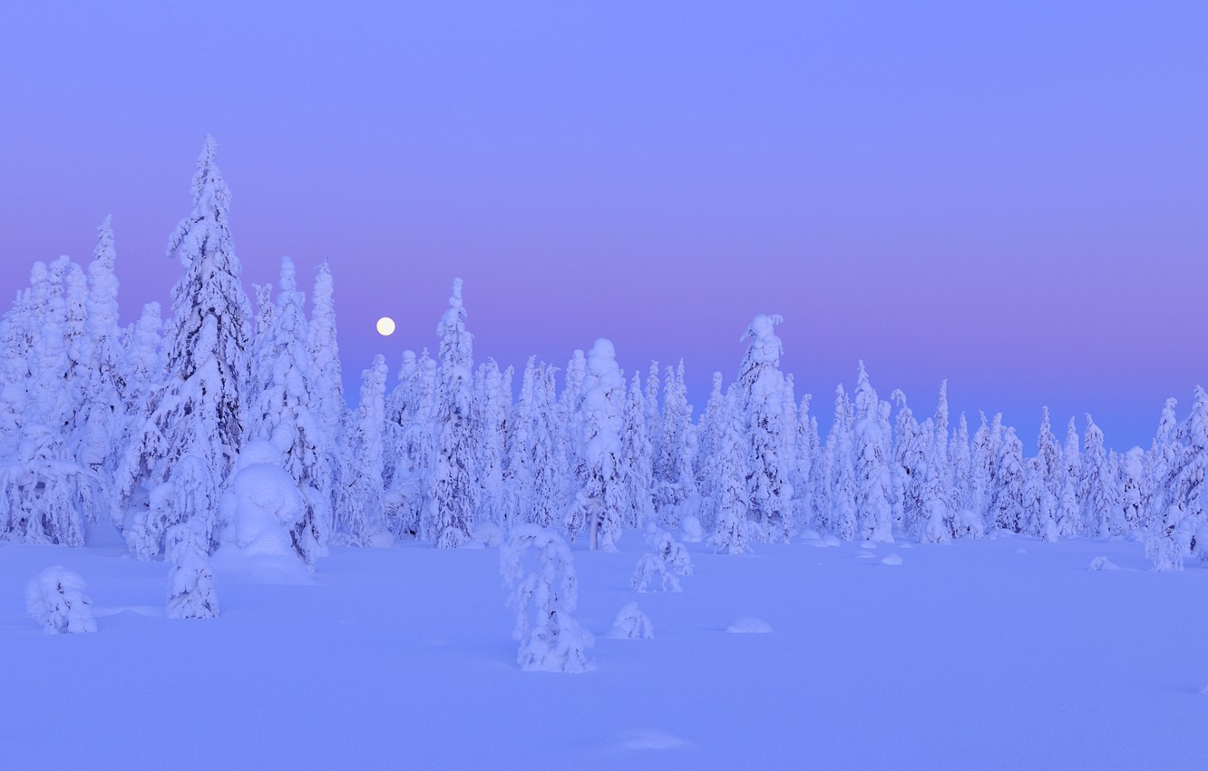 Full Moon Over Winter Forest Wallpapers