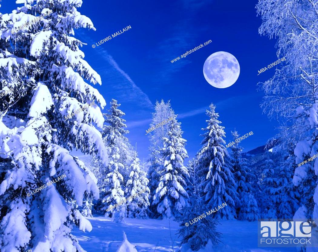 Full Moon Over Winter Forest Wallpapers