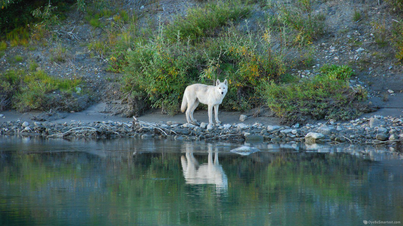 Gates Of The Arctic National Park And Preserve Wallpapers