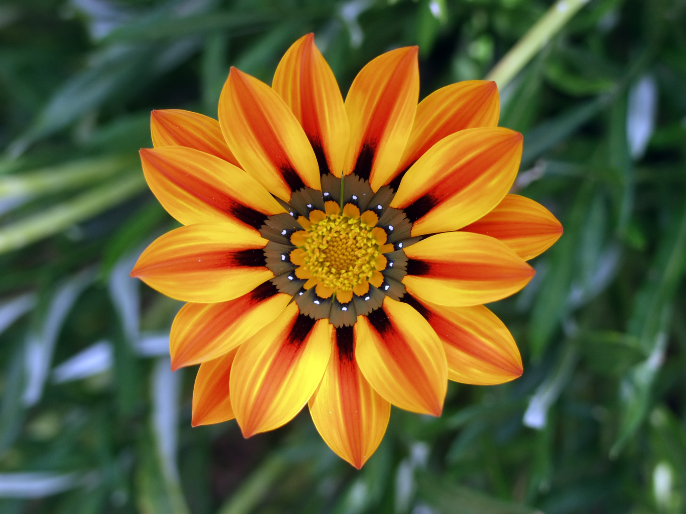 Gazania Wallpapers