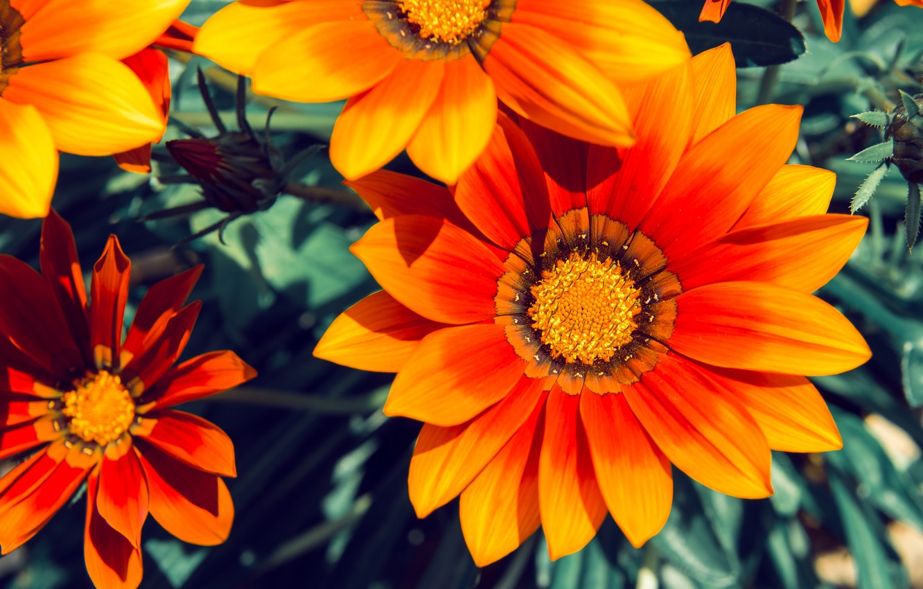 Gazania Wallpapers