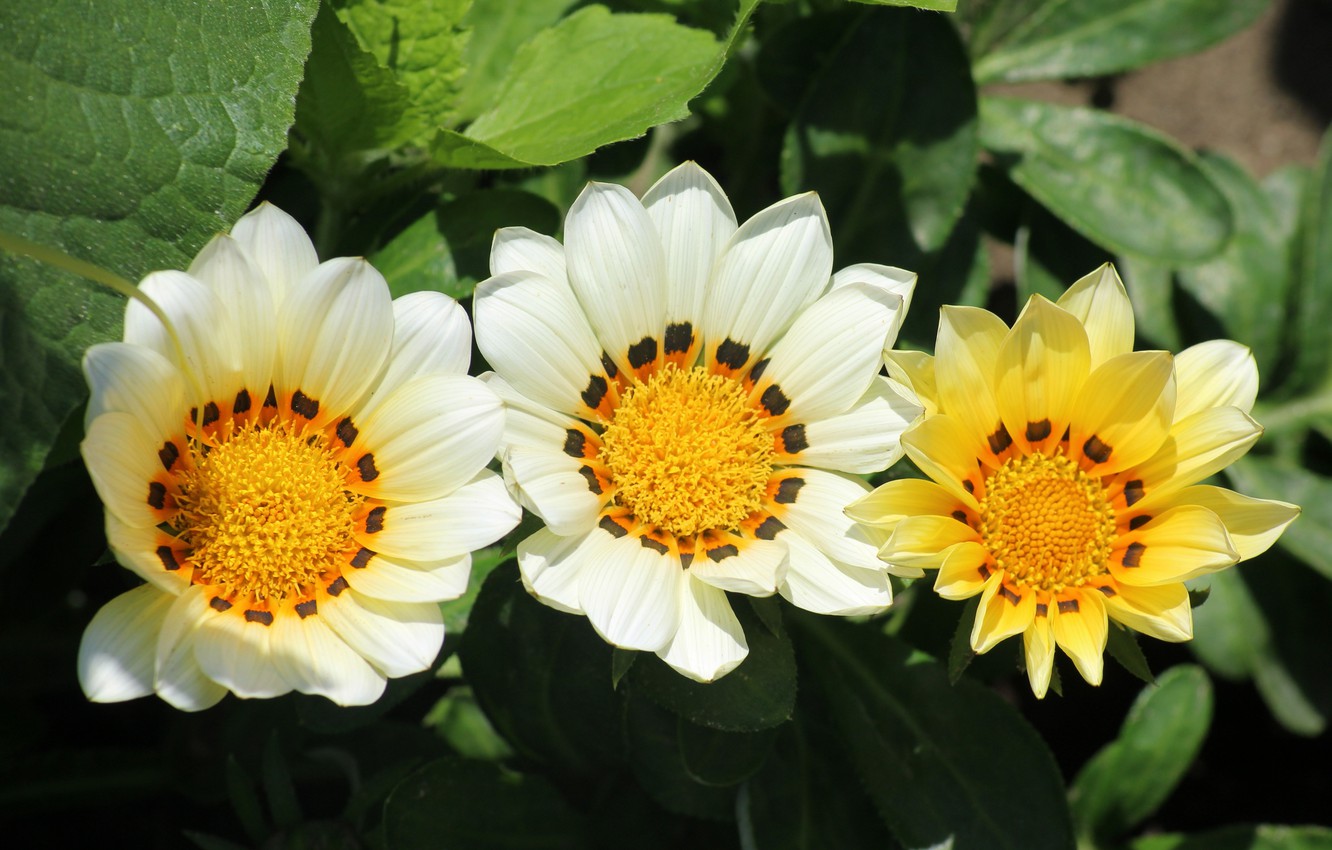 Gazania Wallpapers