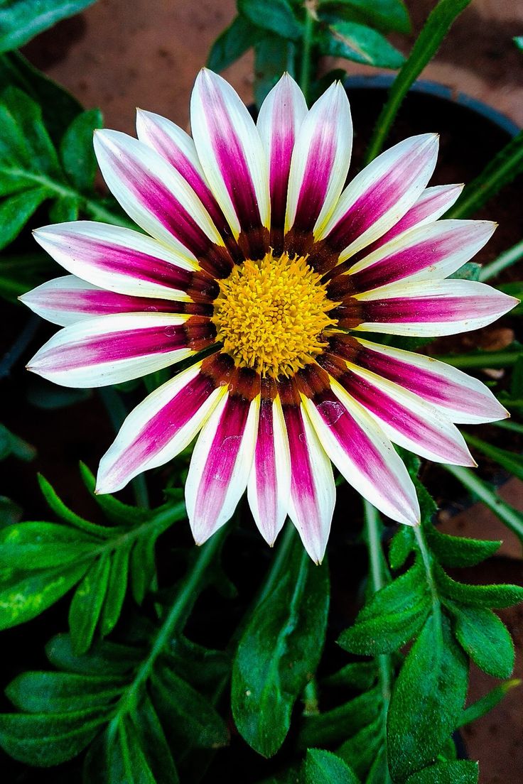 Gazania Wallpapers