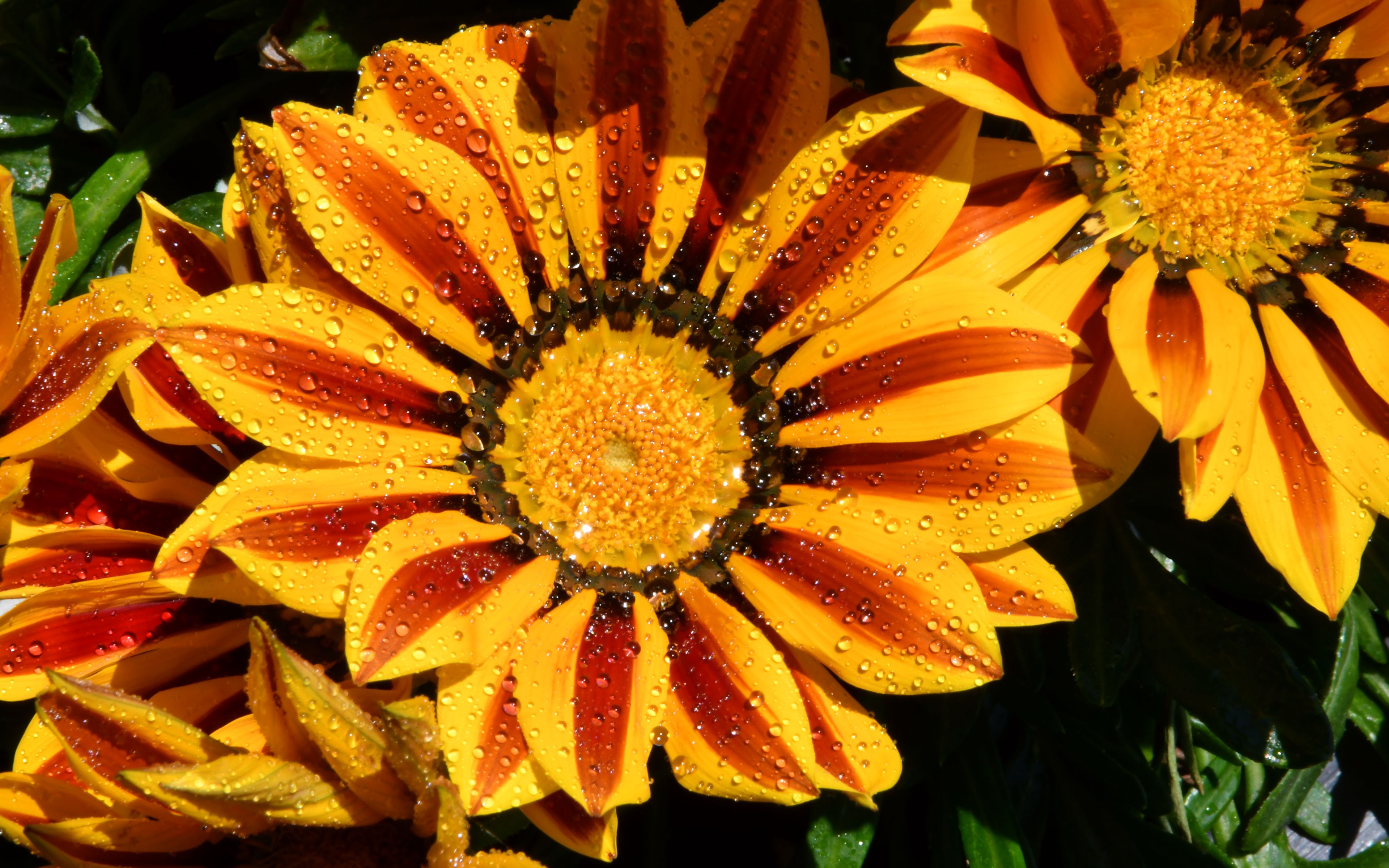 Gazania Wallpapers